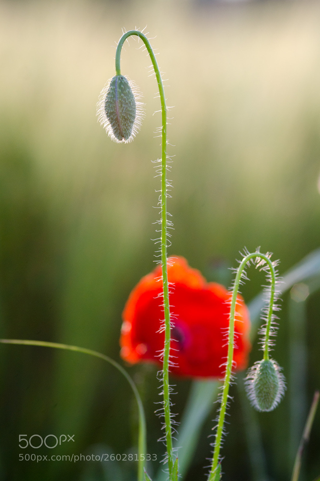 Nikon D7000 sample photo. Going to sleep photography