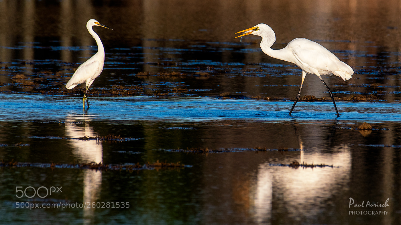 Nikon D500 sample photo. Great egret photography