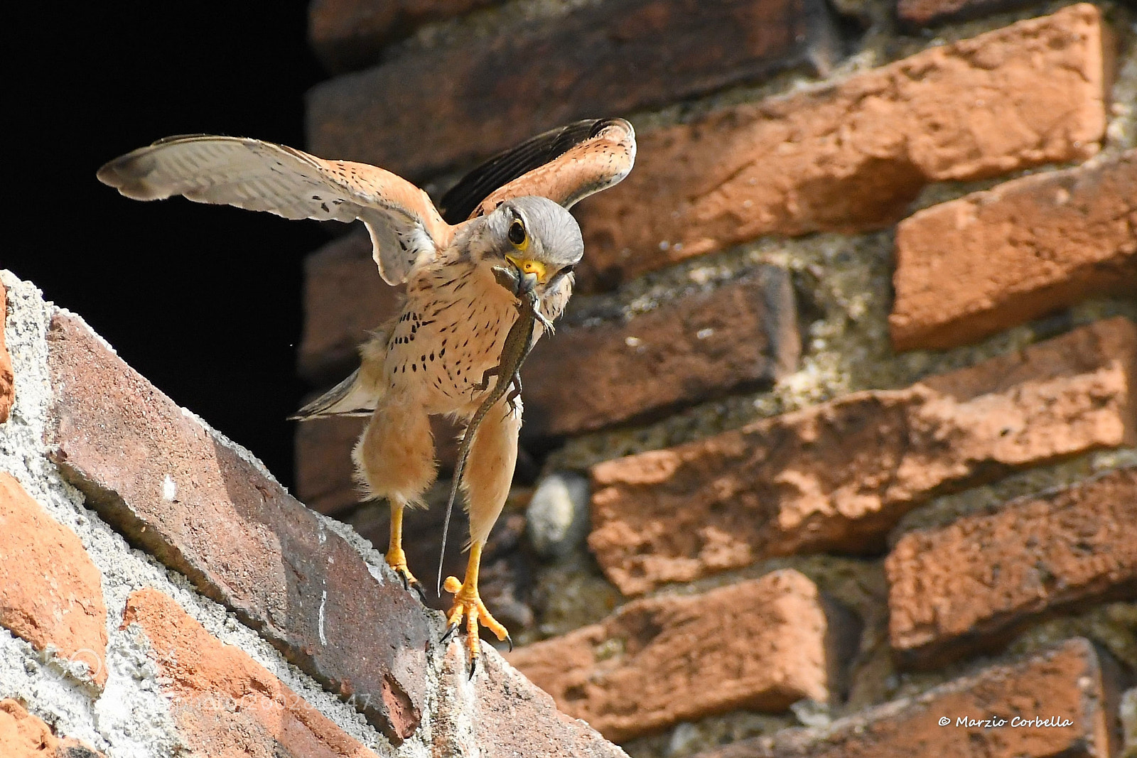 Nikon D500 sample photo. Ninja attack    忍者攻撃 photography