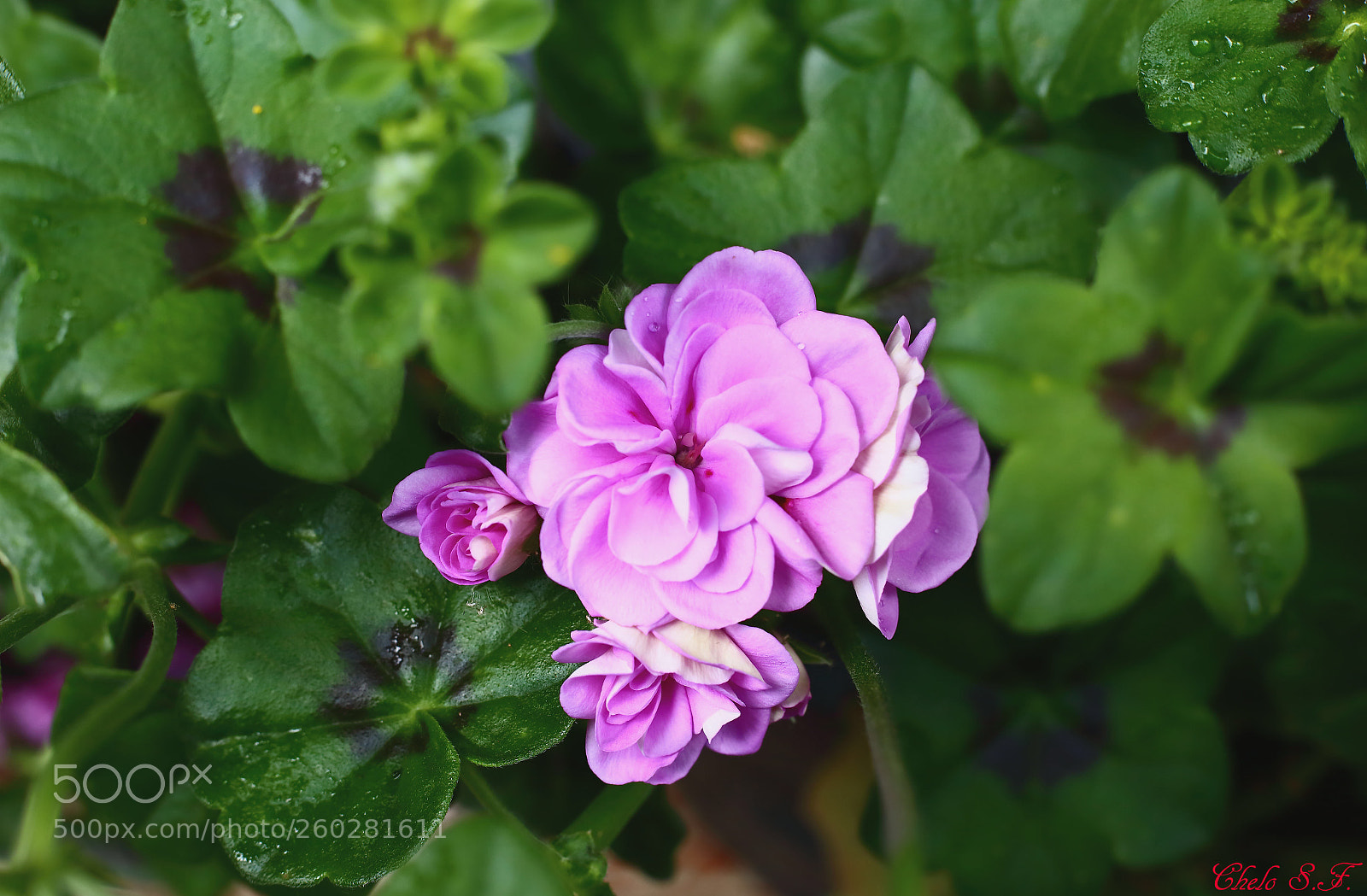 Canon EOS 6D sample photo. Untitled photography