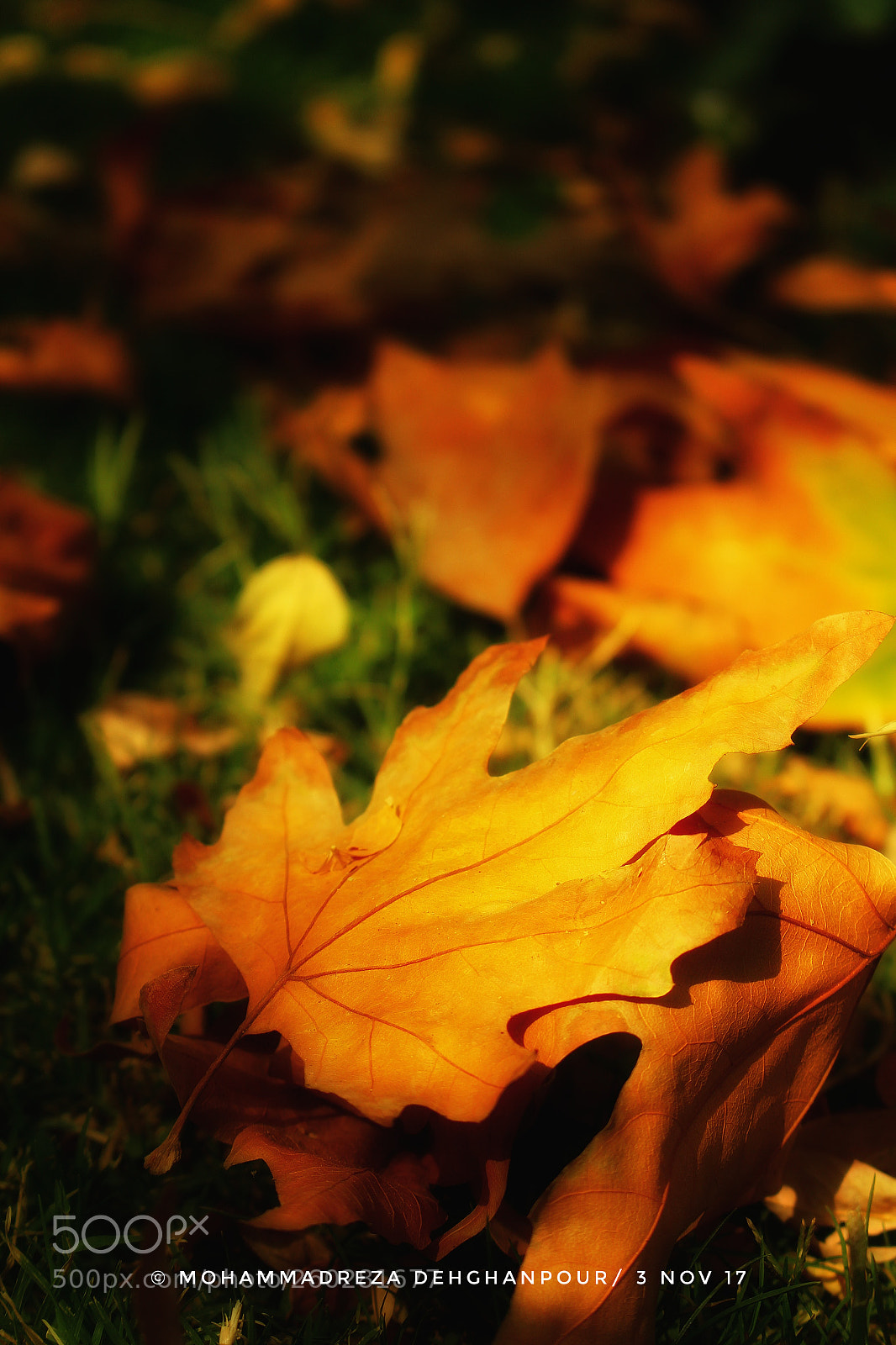Canon EOS 700D (EOS Rebel T5i / EOS Kiss X7i) sample photo. Untitled photography