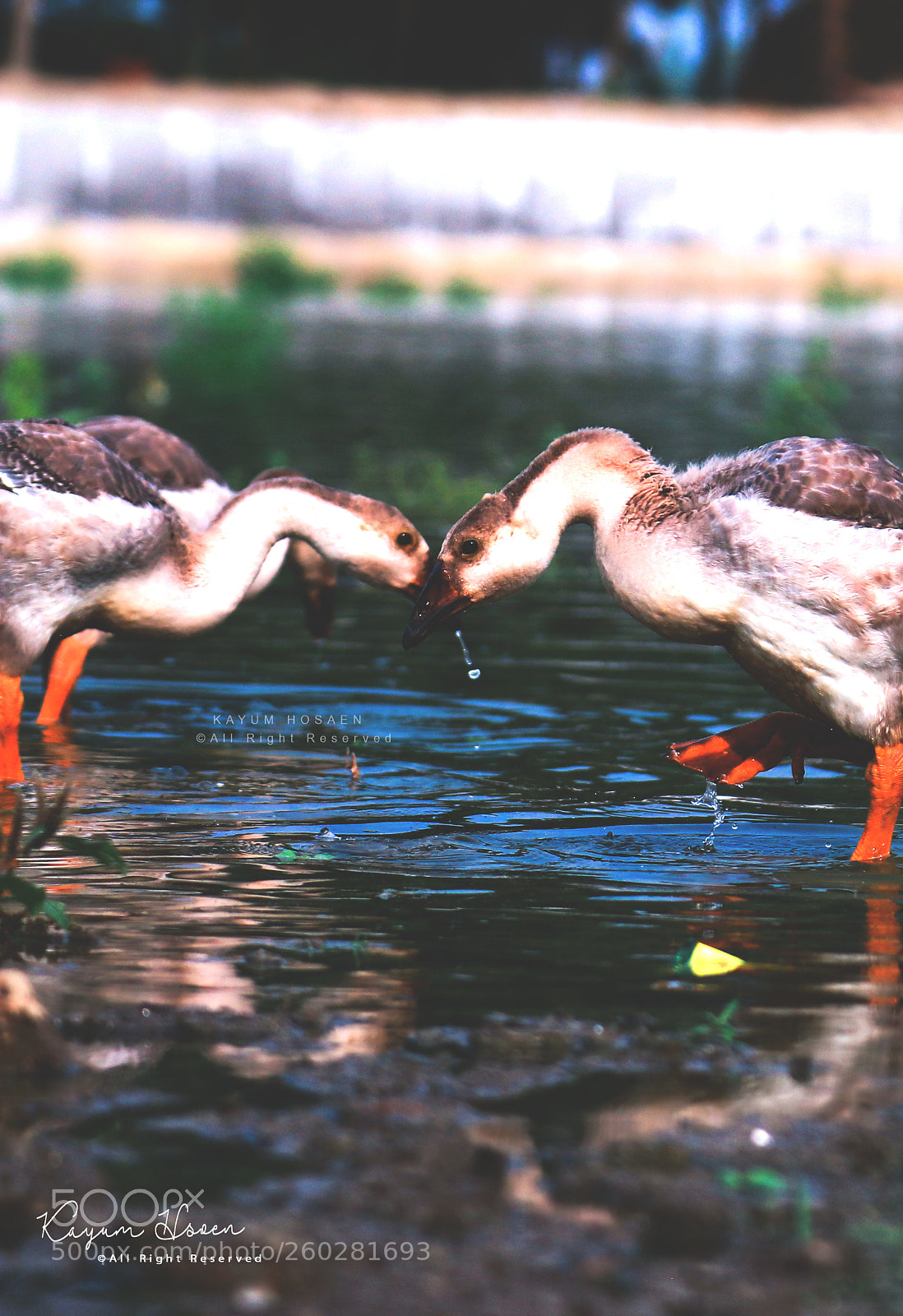 Canon EOS 70D sample photo. Shape of love (duck's) photography