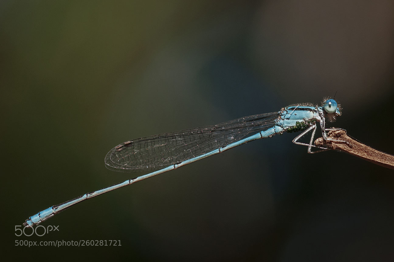 Nikon D80 sample photo. Damselfly photography