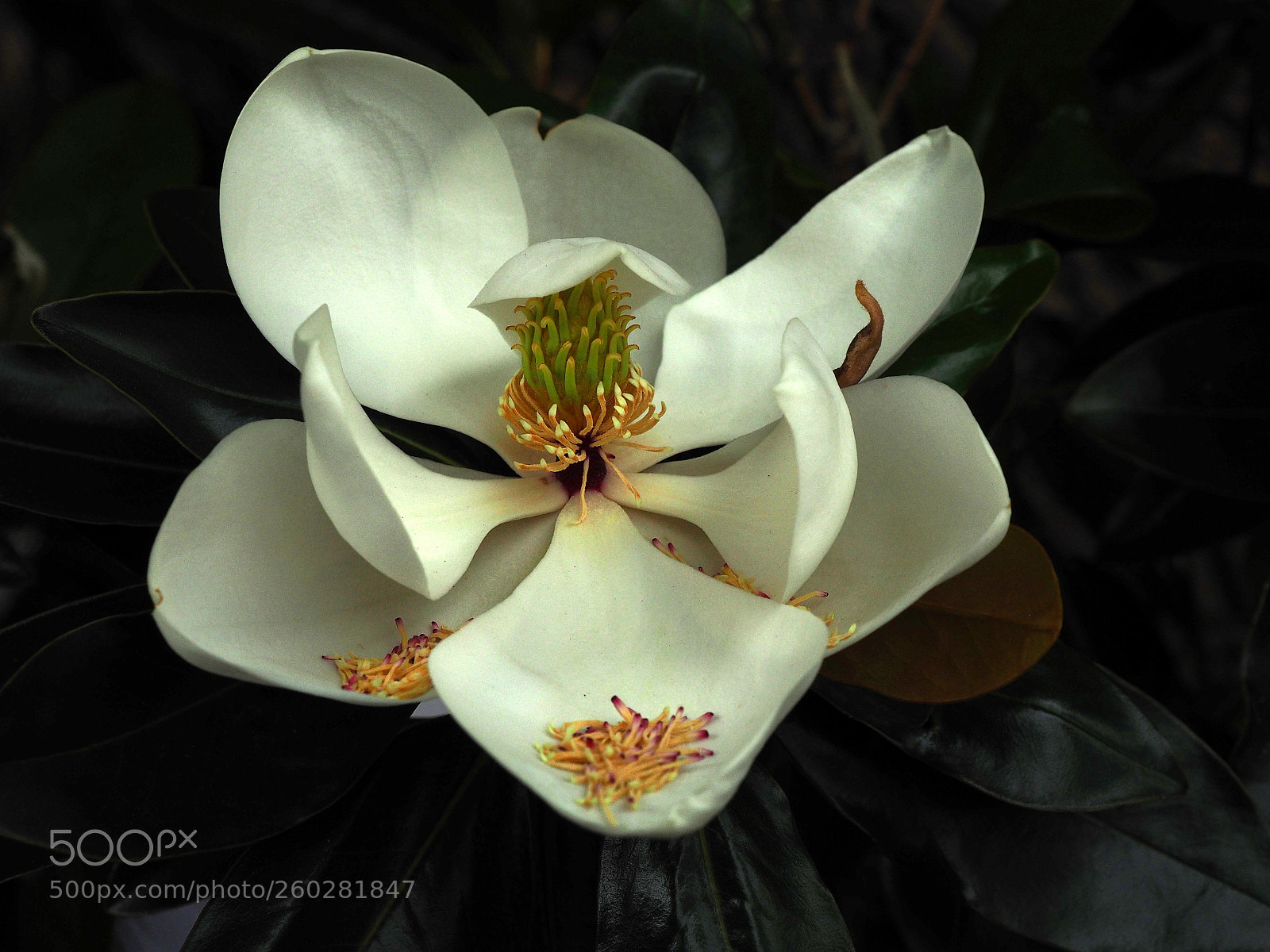 Olympus OM-D E-M1 sample photo. Magnolia grandiflora photography