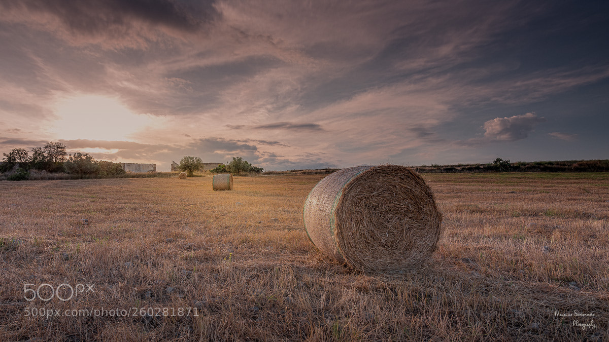 Nikon D750 sample photo. Balle di fieno photography