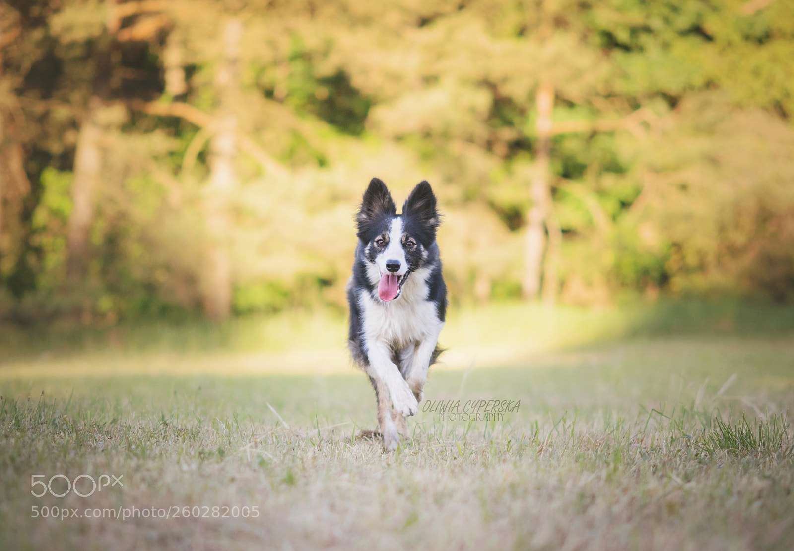 Nikon D5300 sample photo. Run photography
