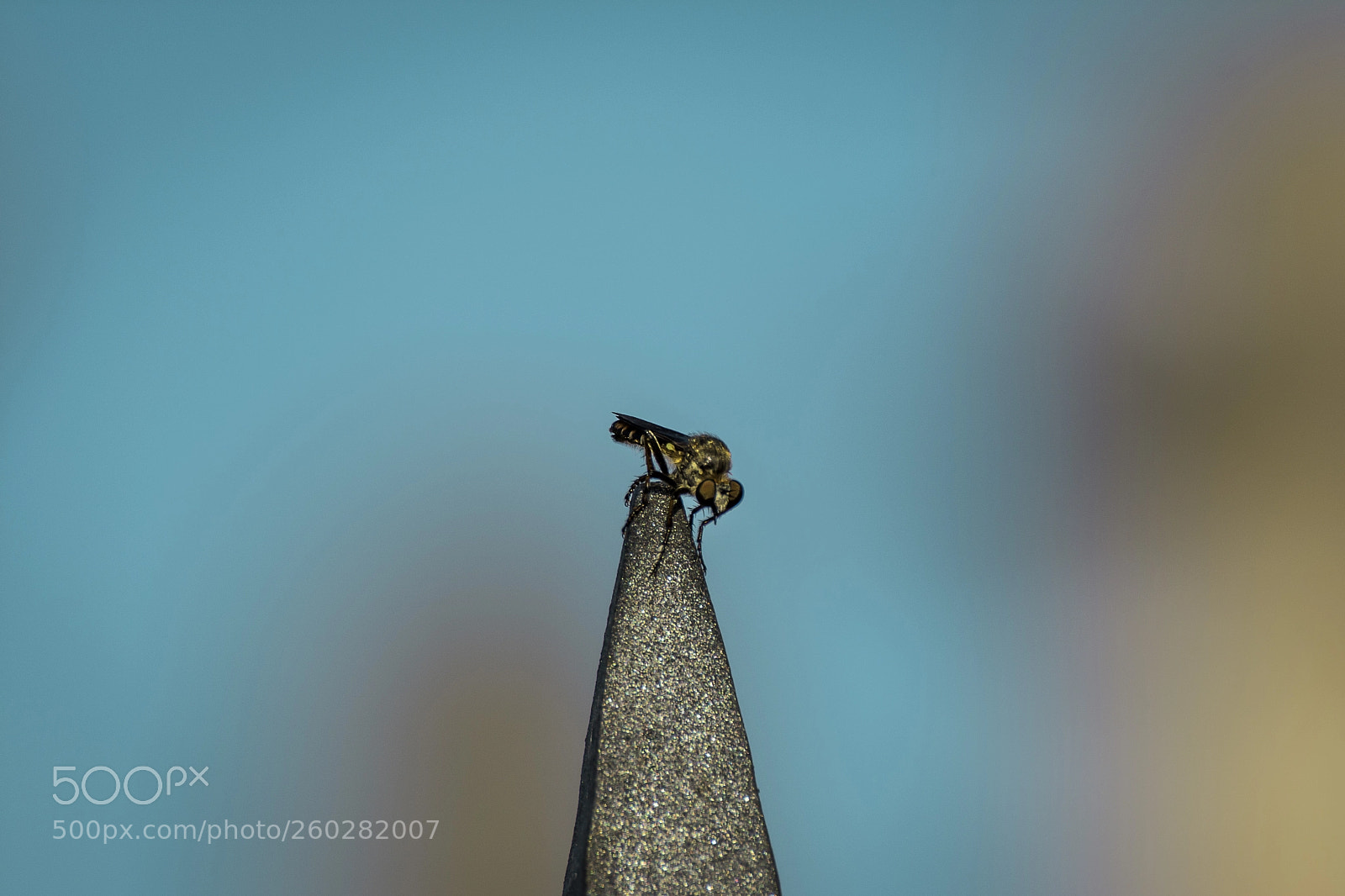 Nikon D5200 sample photo. Insecta photography