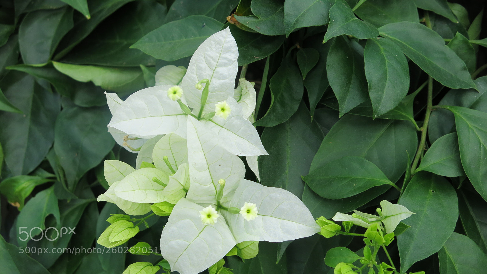Canon PowerShot G15 sample photo. Blooming photography