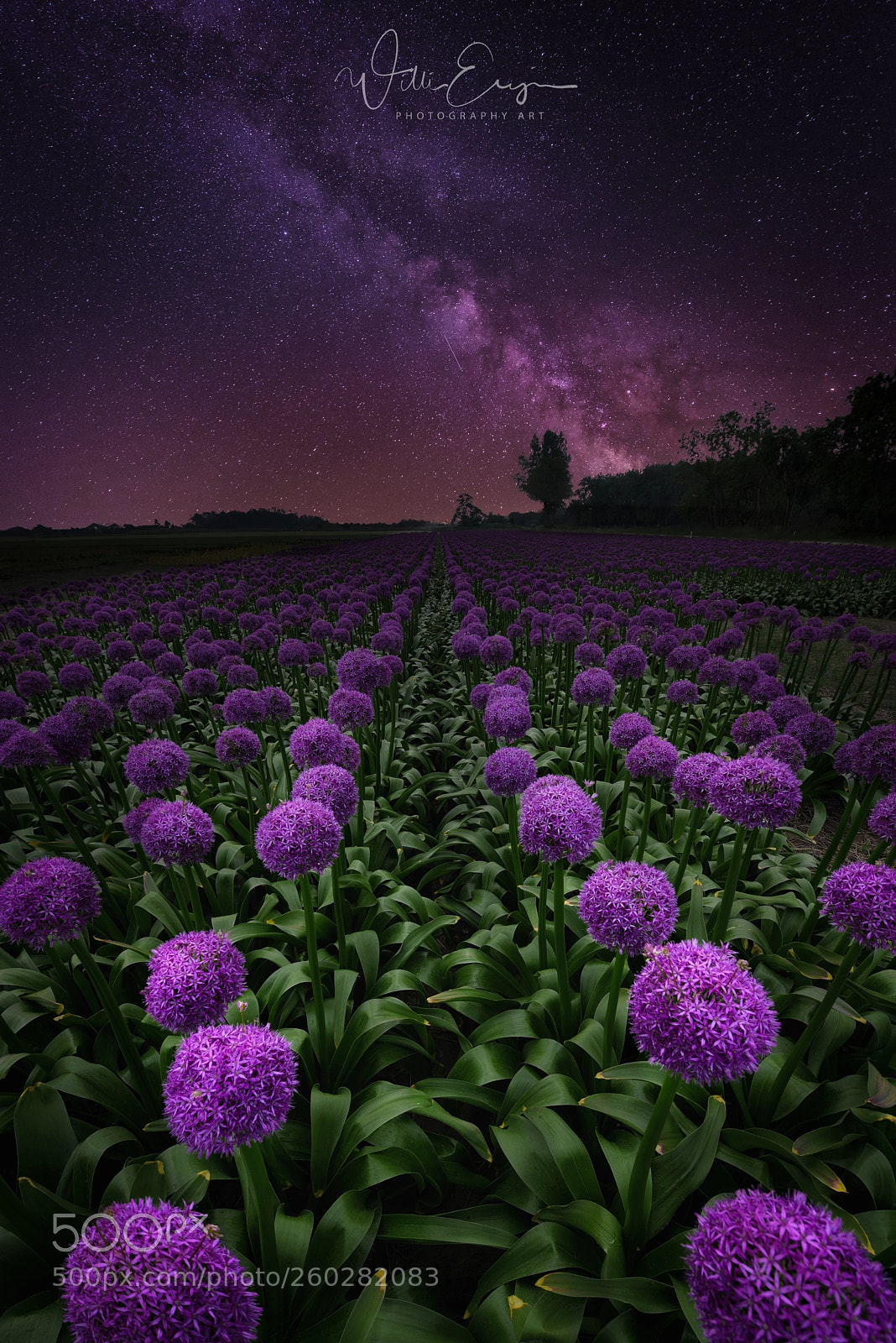 Nikon D750 sample photo. Stars of persia field photography