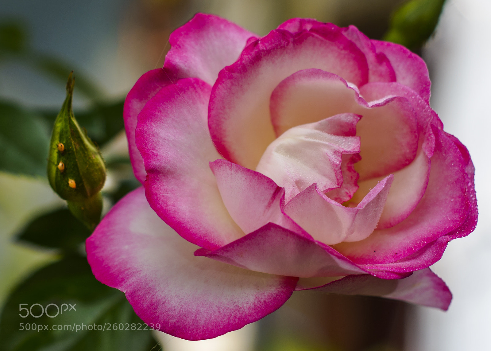Nikon D800 sample photo. Roos photography