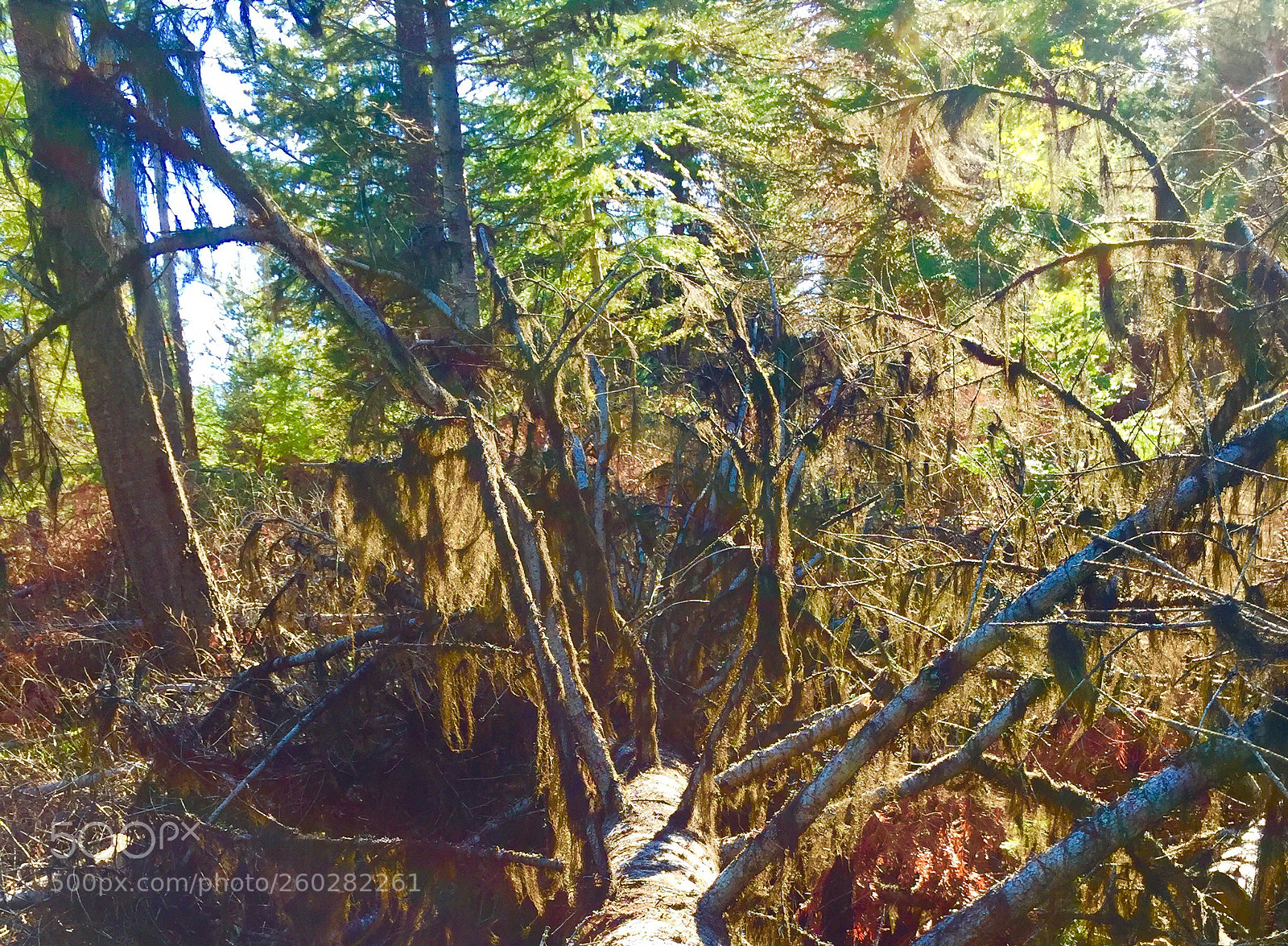 Apple iPhone 6 sample photo. Moss & colours  photography