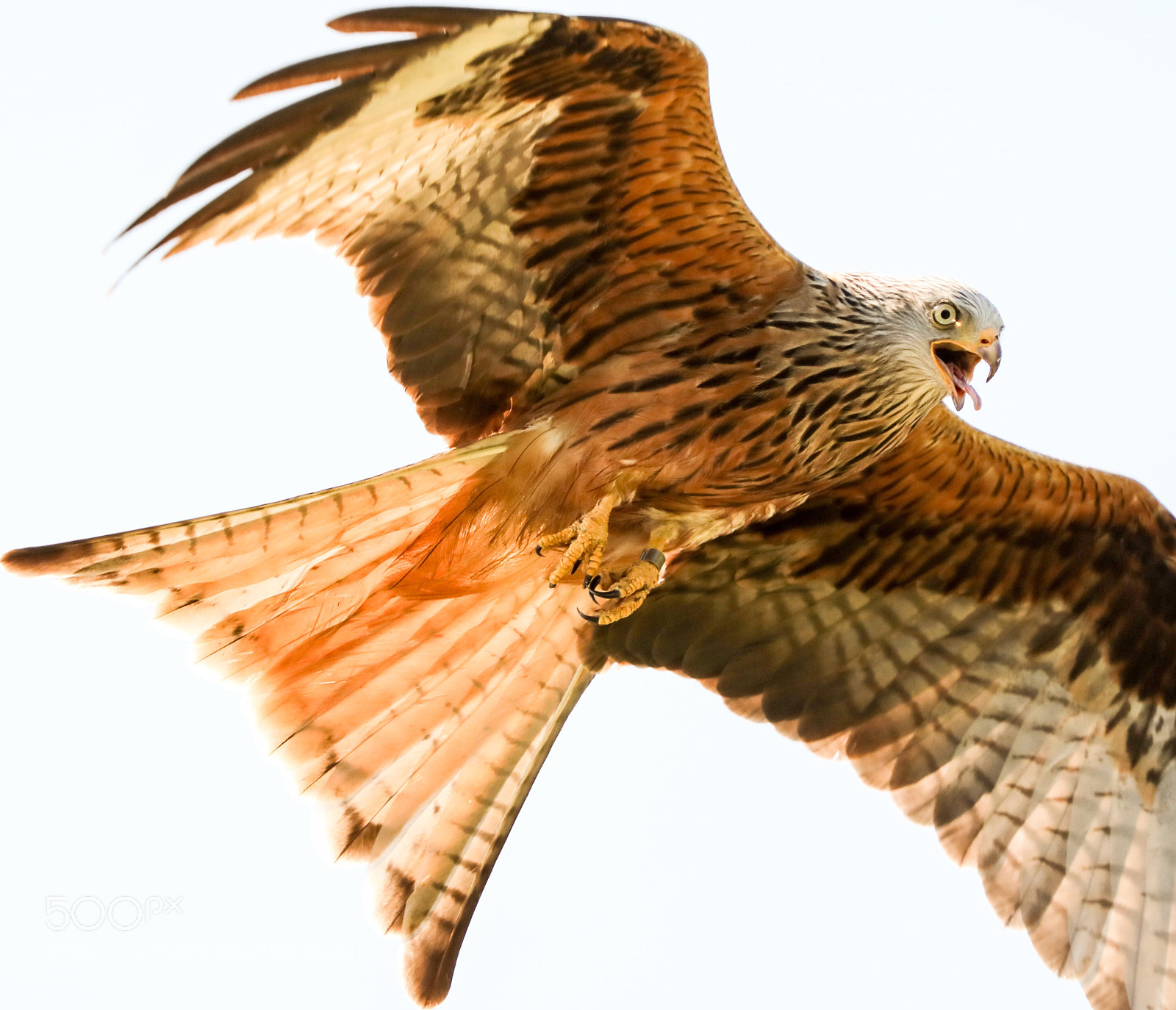 Canon EOS 5D Mark IV sample photo. Mid flight photography