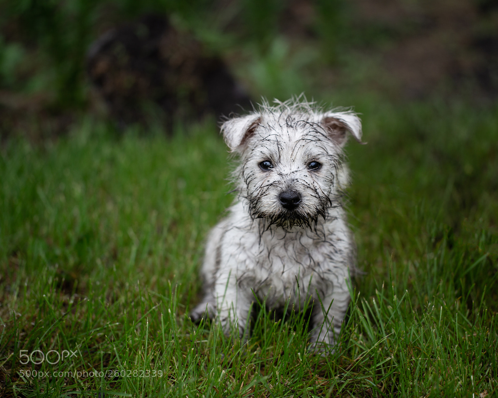 Canon EOS 6D sample photo. In the garden photography