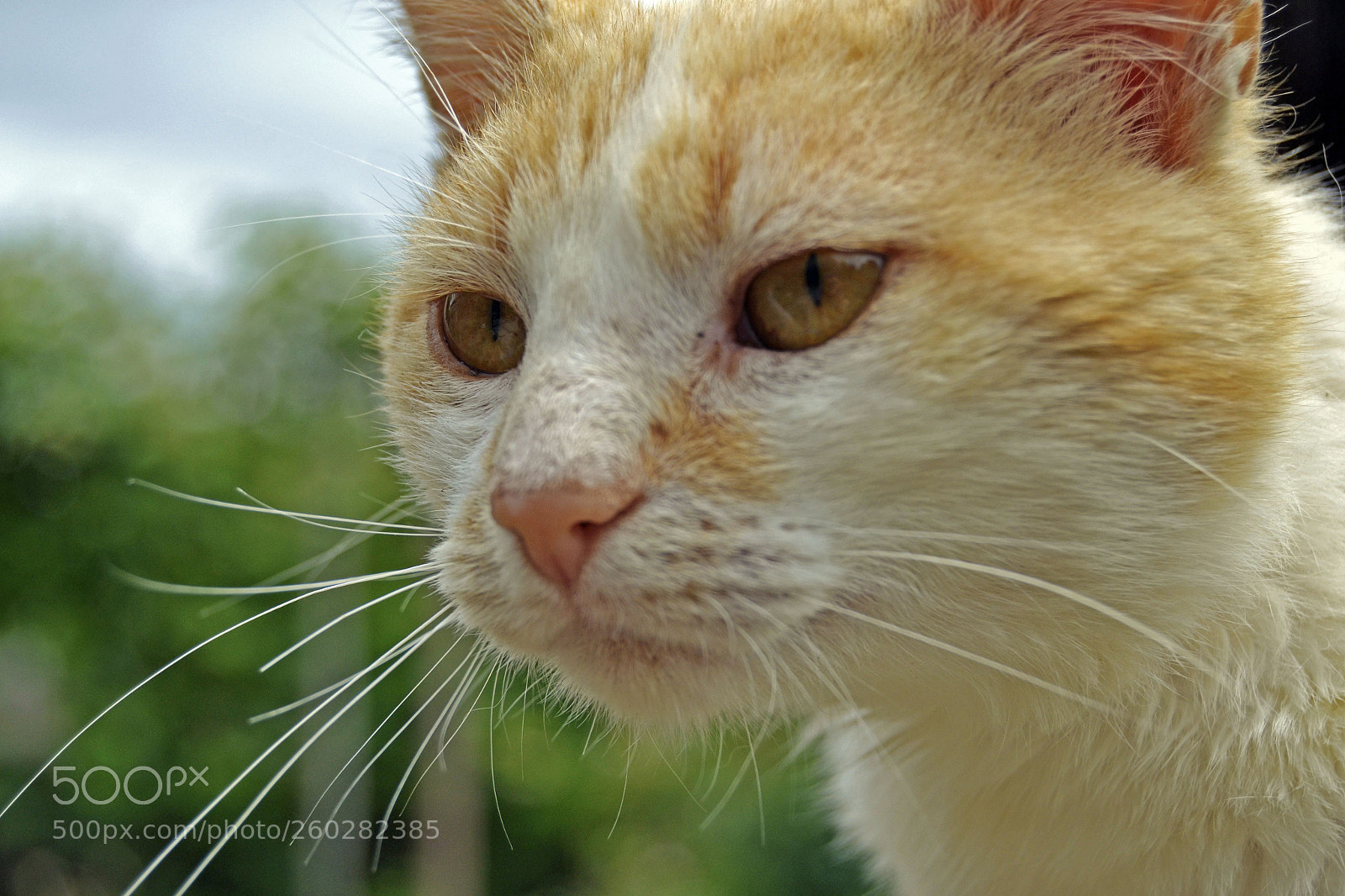 Nikon D3100 sample photo. Kitty photography