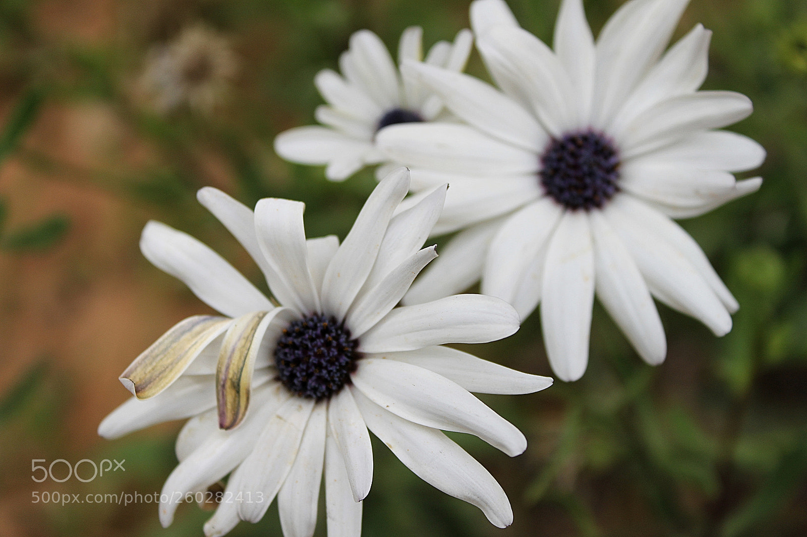 Canon EOS 500D (EOS Rebel T1i / EOS Kiss X3) sample photo. Snapseed photography