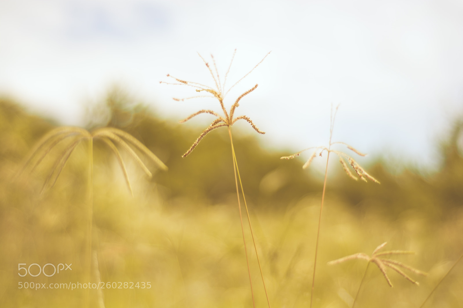 Nikon D5200 sample photo. Wassup color photography