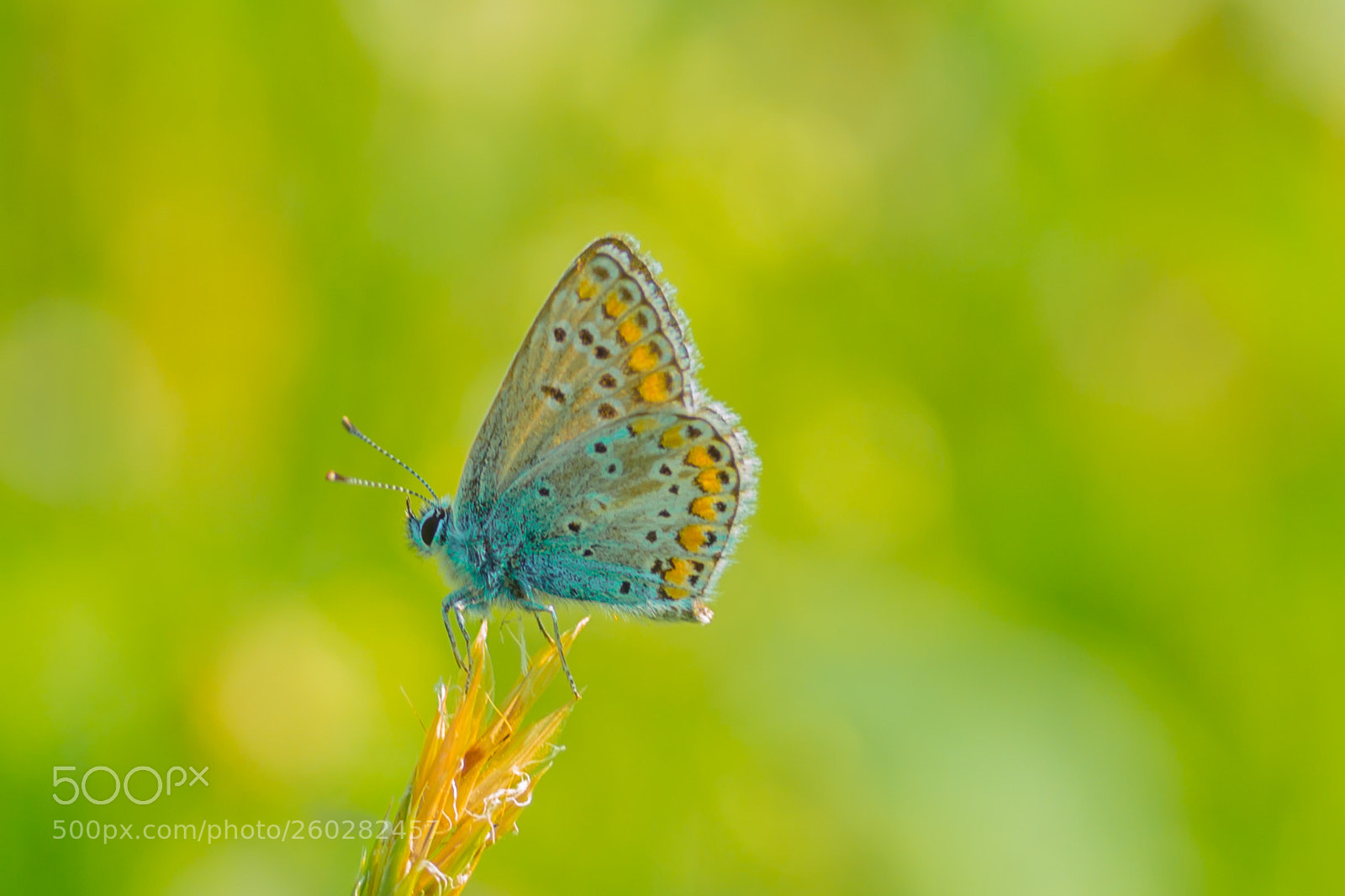Canon EOS 600D (Rebel EOS T3i / EOS Kiss X5) sample photo. Butterfly photography