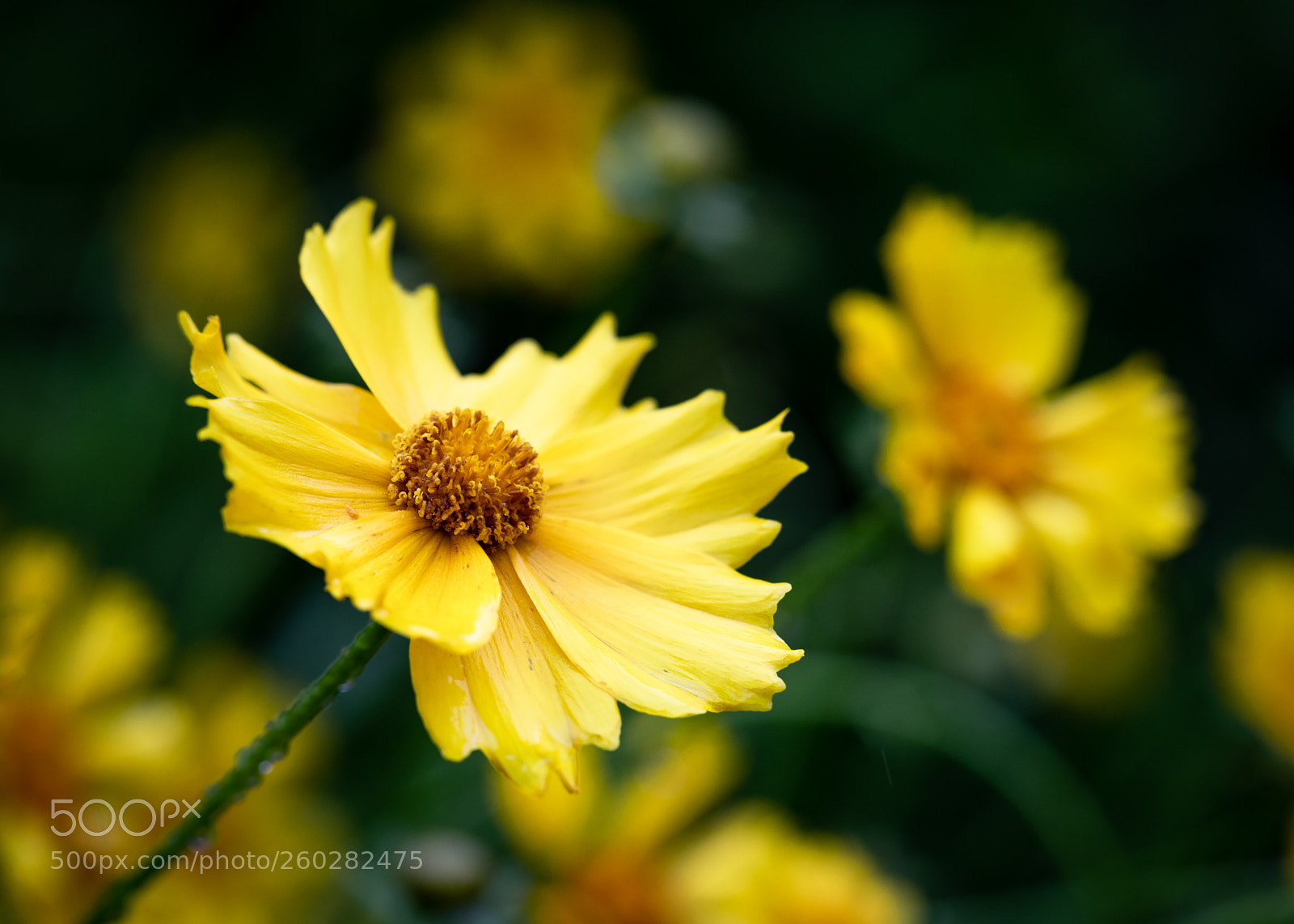 Canon EOS 5D Mark IV sample photo. A little sunshine on photography