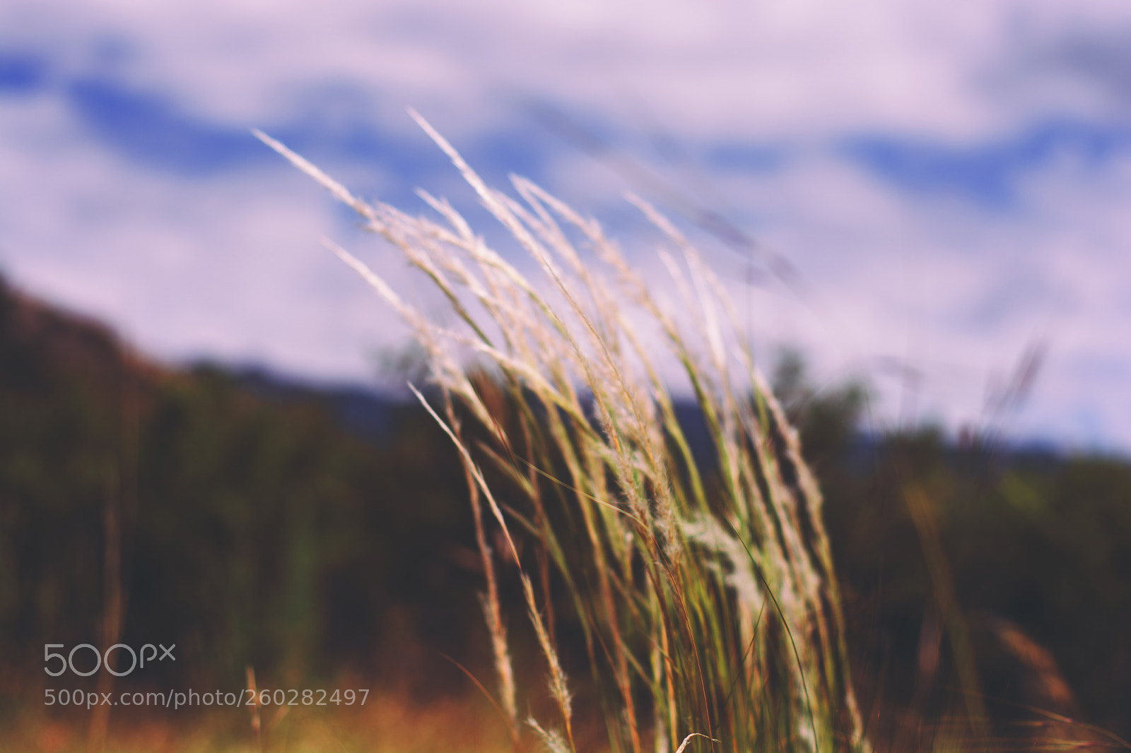 Nikon D5200 sample photo. Wassup color photography