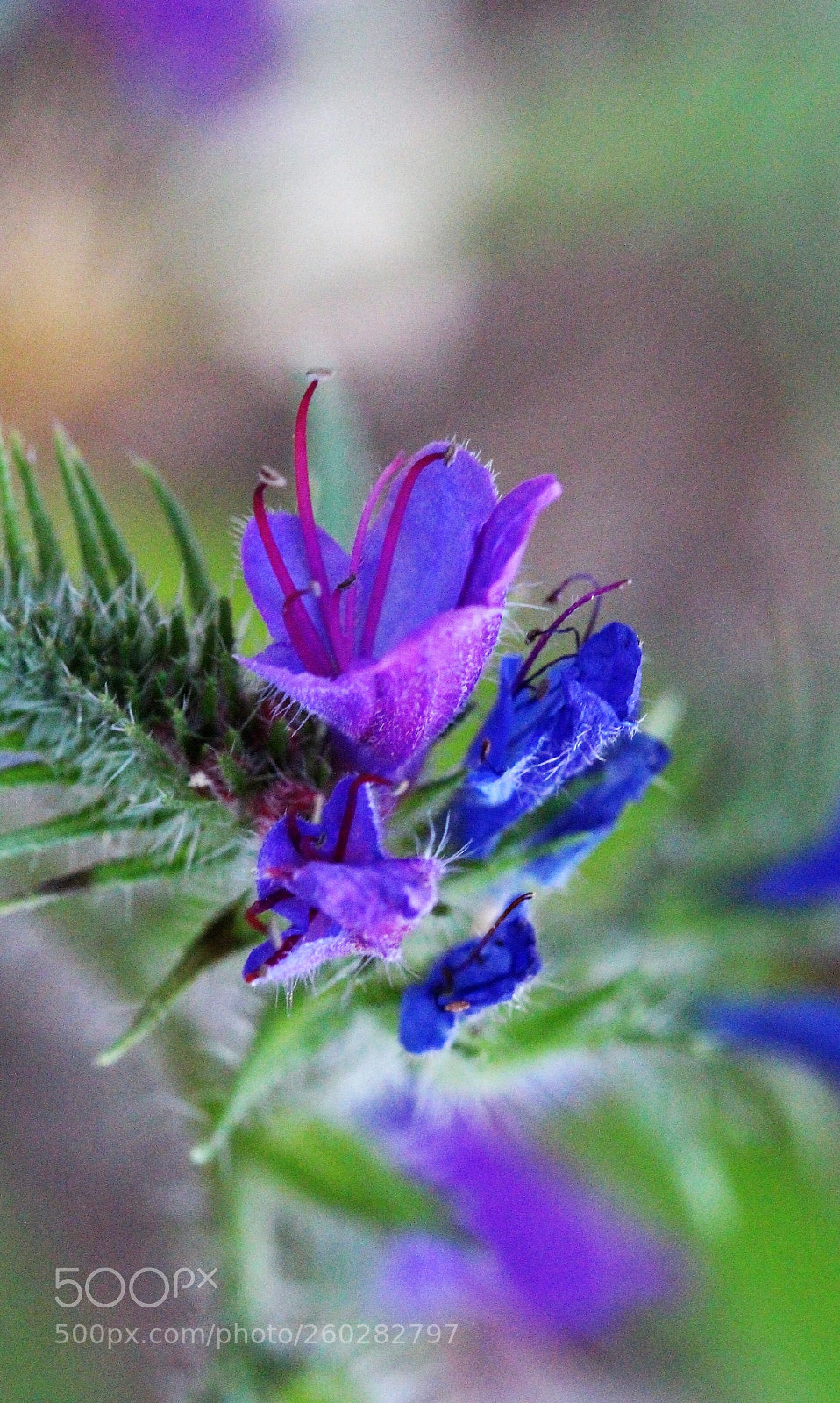 Canon EOS 700D (EOS Rebel T5i / EOS Kiss X7i) sample photo. Taste of paradise photography