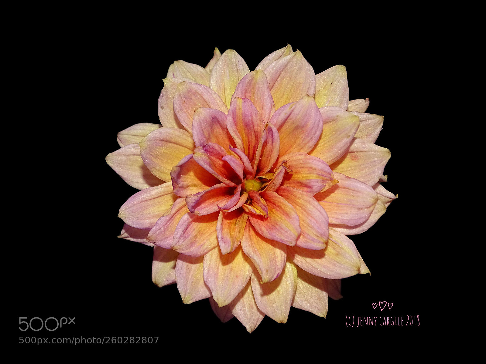 Sony Cyber-shot DSC-HX400V sample photo. Pink and yellow dahlia  photography