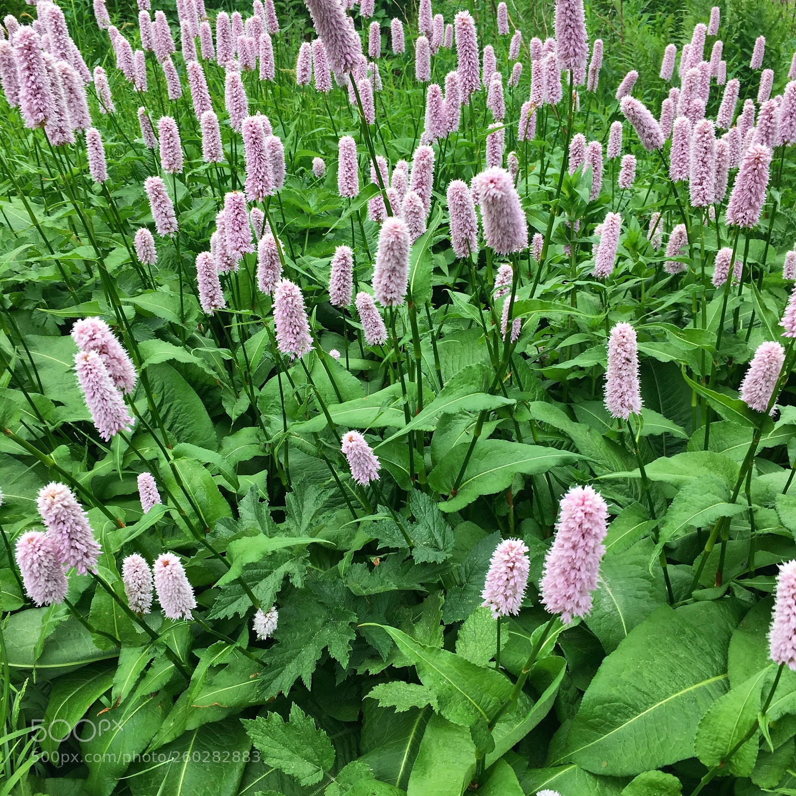 Apple iPhone 6s sample photo. Persicaria photography