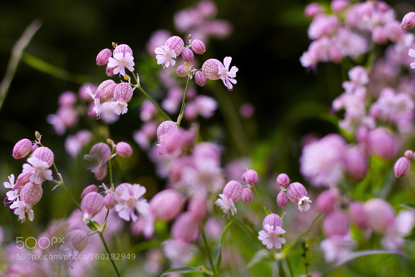 Canon EOS 700D (EOS Rebel T5i / EOS Kiss X7i) sample photo. Tiny pink beauty photography