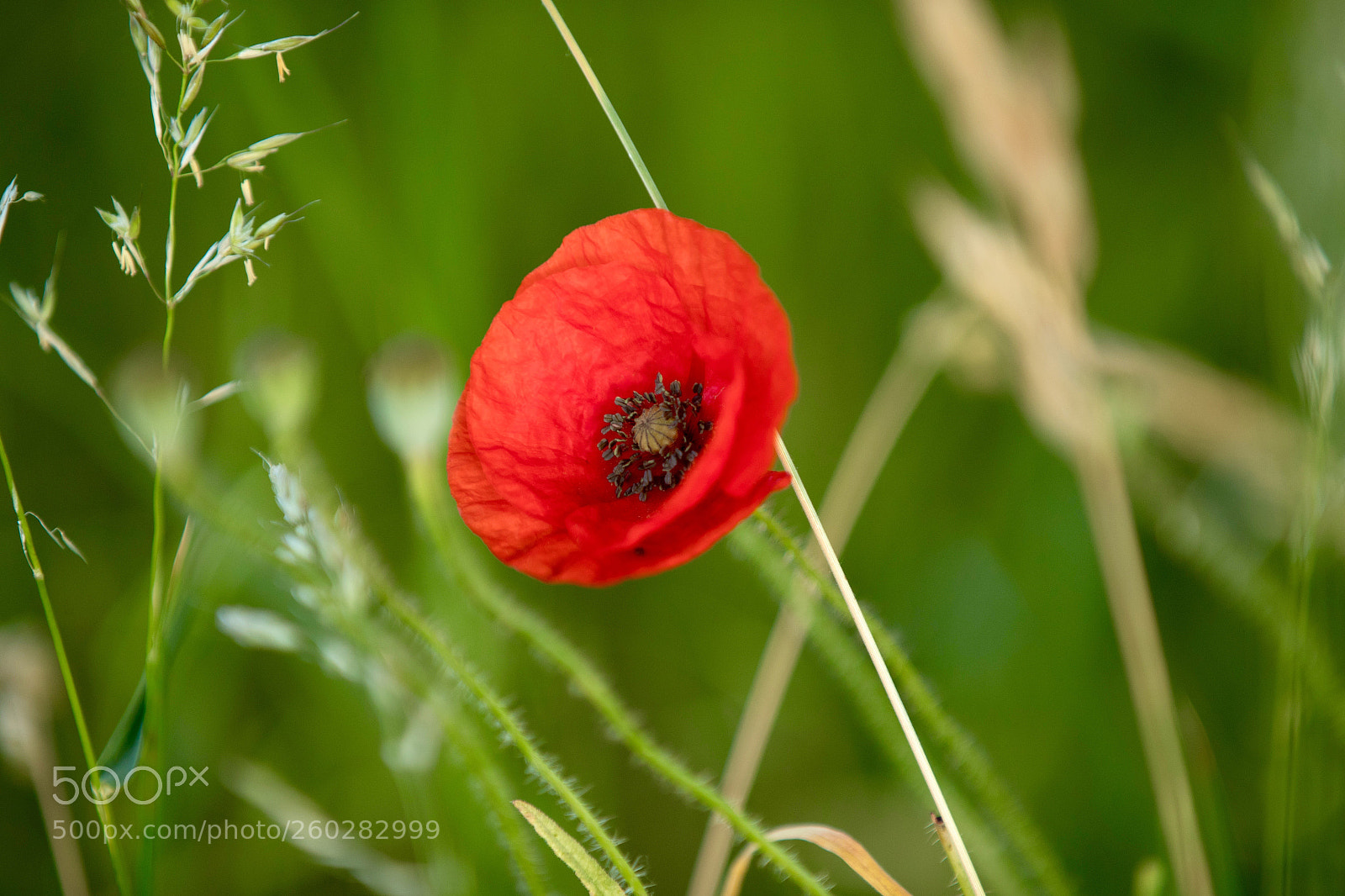 Canon EOS-1D X Mark II sample photo. Poppy photography