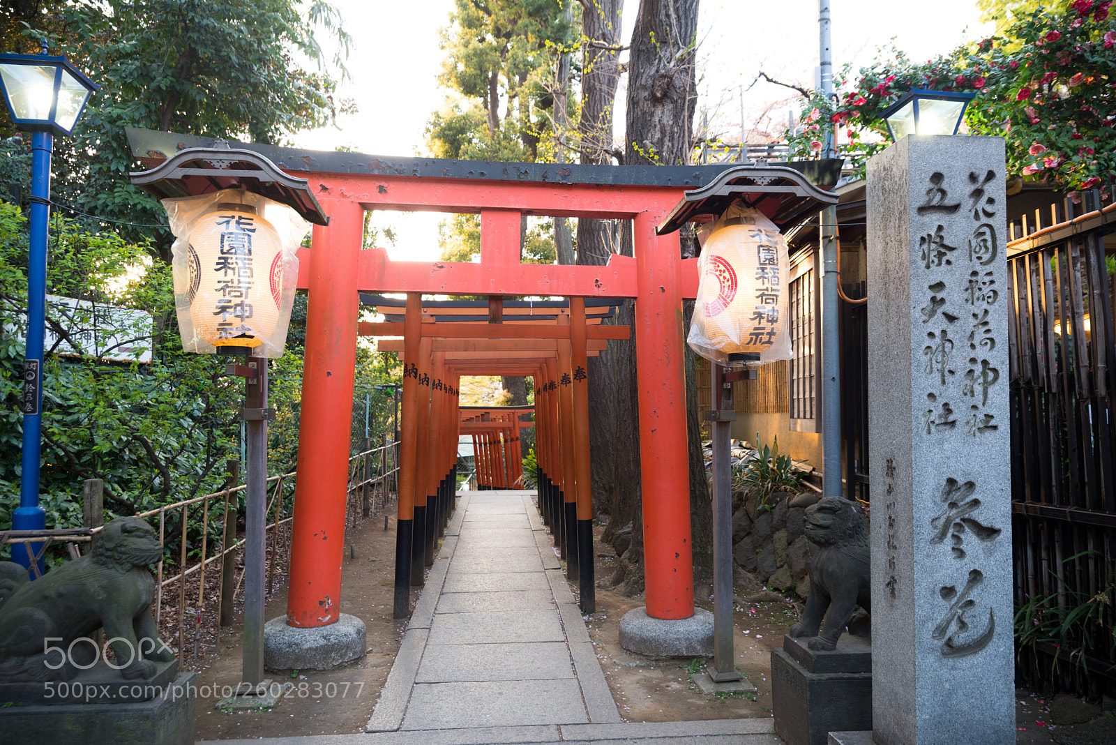 Nikon D610 sample photo. Kyoto fox shrine 1 photography
