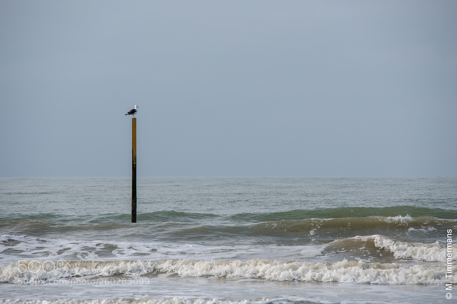 Nikon D750 sample photo. Seagull on the lookout photography