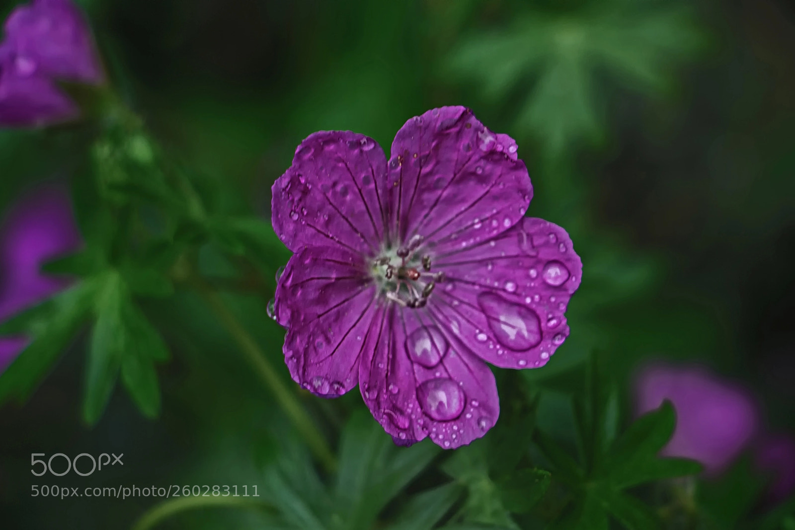 Canon EOS 700D (EOS Rebel T5i / EOS Kiss X7i) sample photo. Nature's tears photography