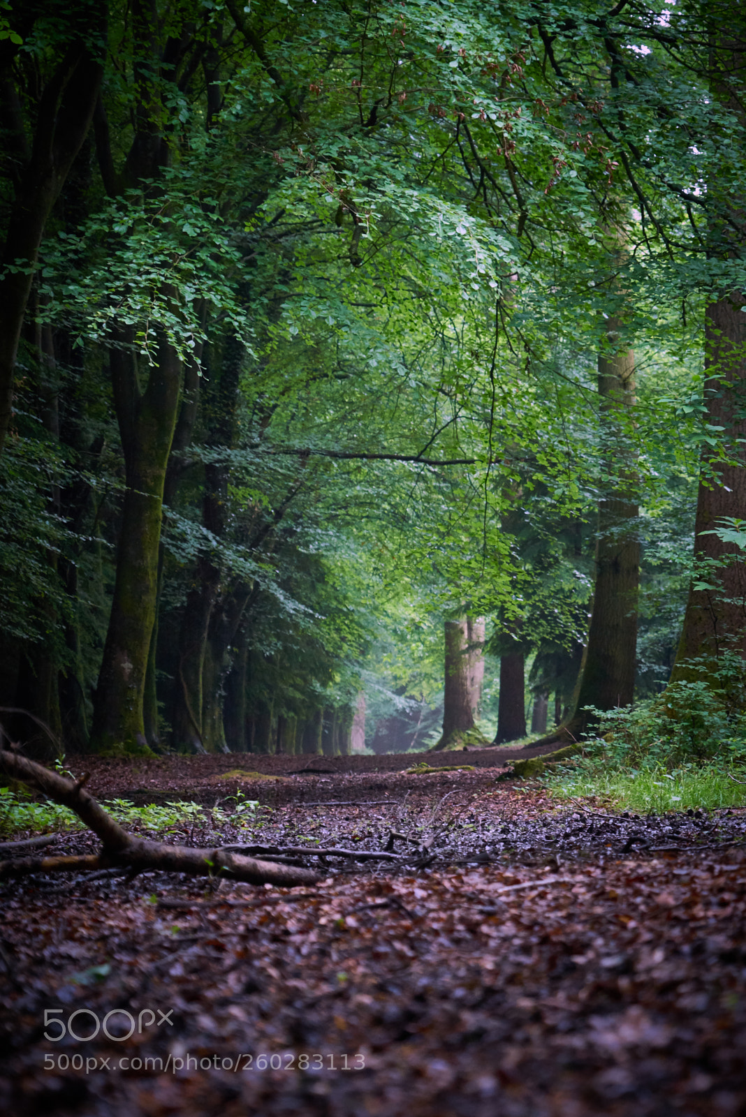 Sony a7R sample photo. Woodland walk photography