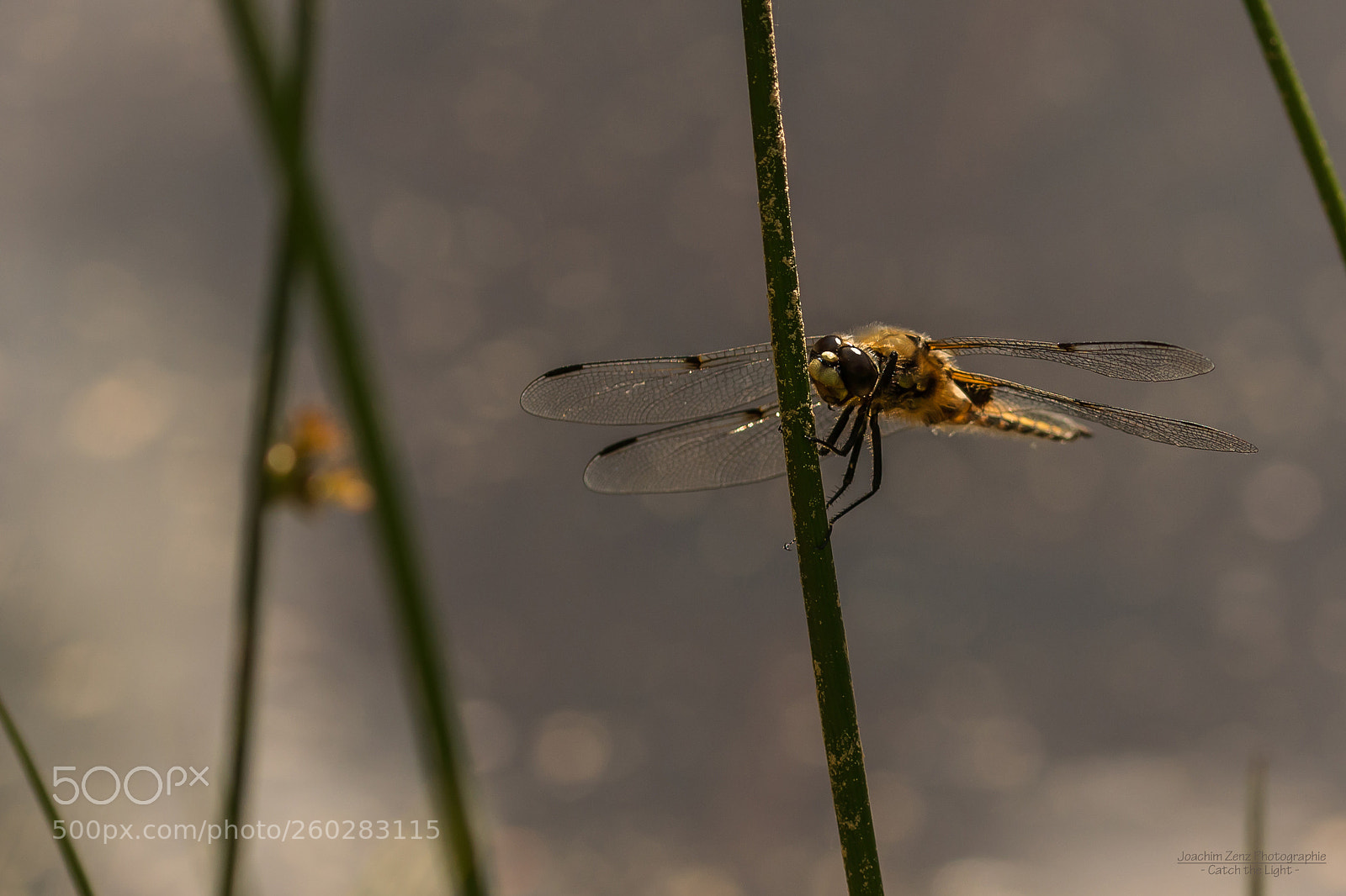 Canon EOS 70D sample photo. Dragon-fly ... photography