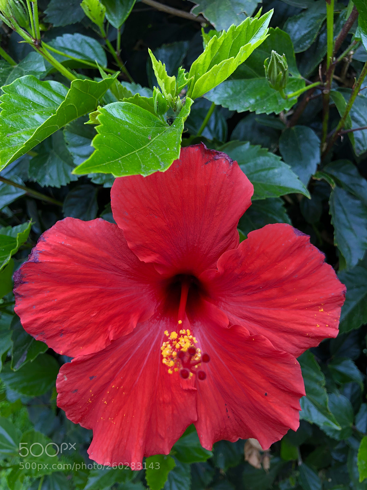Apple iPhone X sample photo. Hibiscus  photography