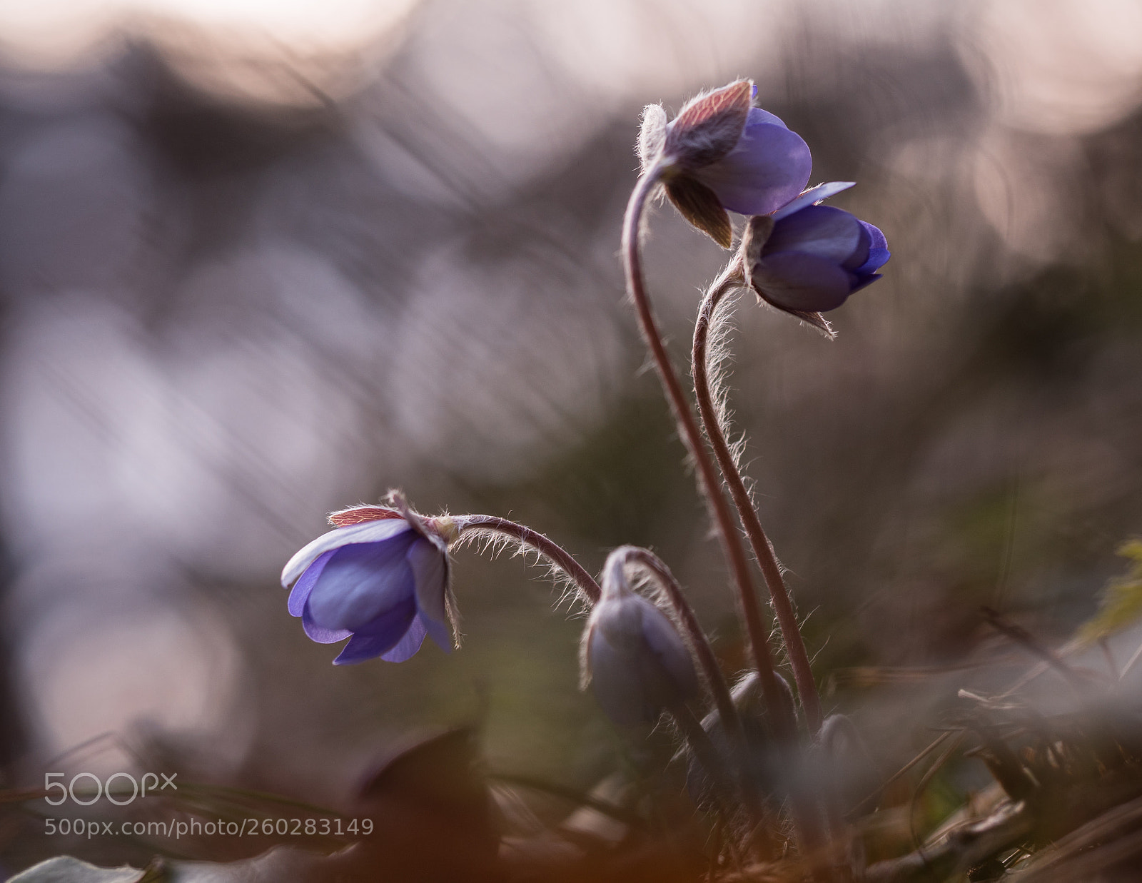 Olympus OM-D E-M5 II sample photo. Lilac family photography