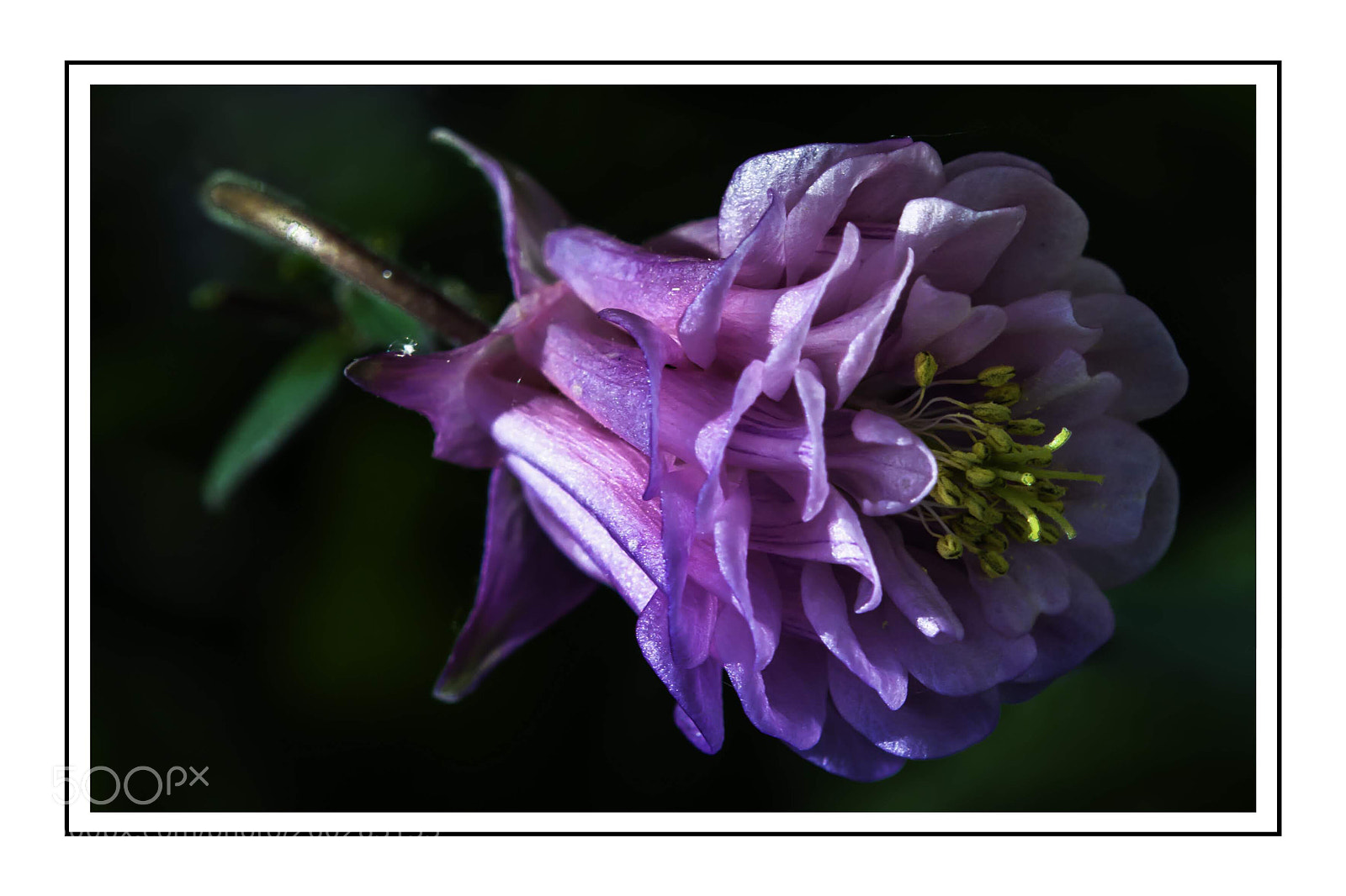 Nikon D7100 sample photo. Scotch bonnet photography