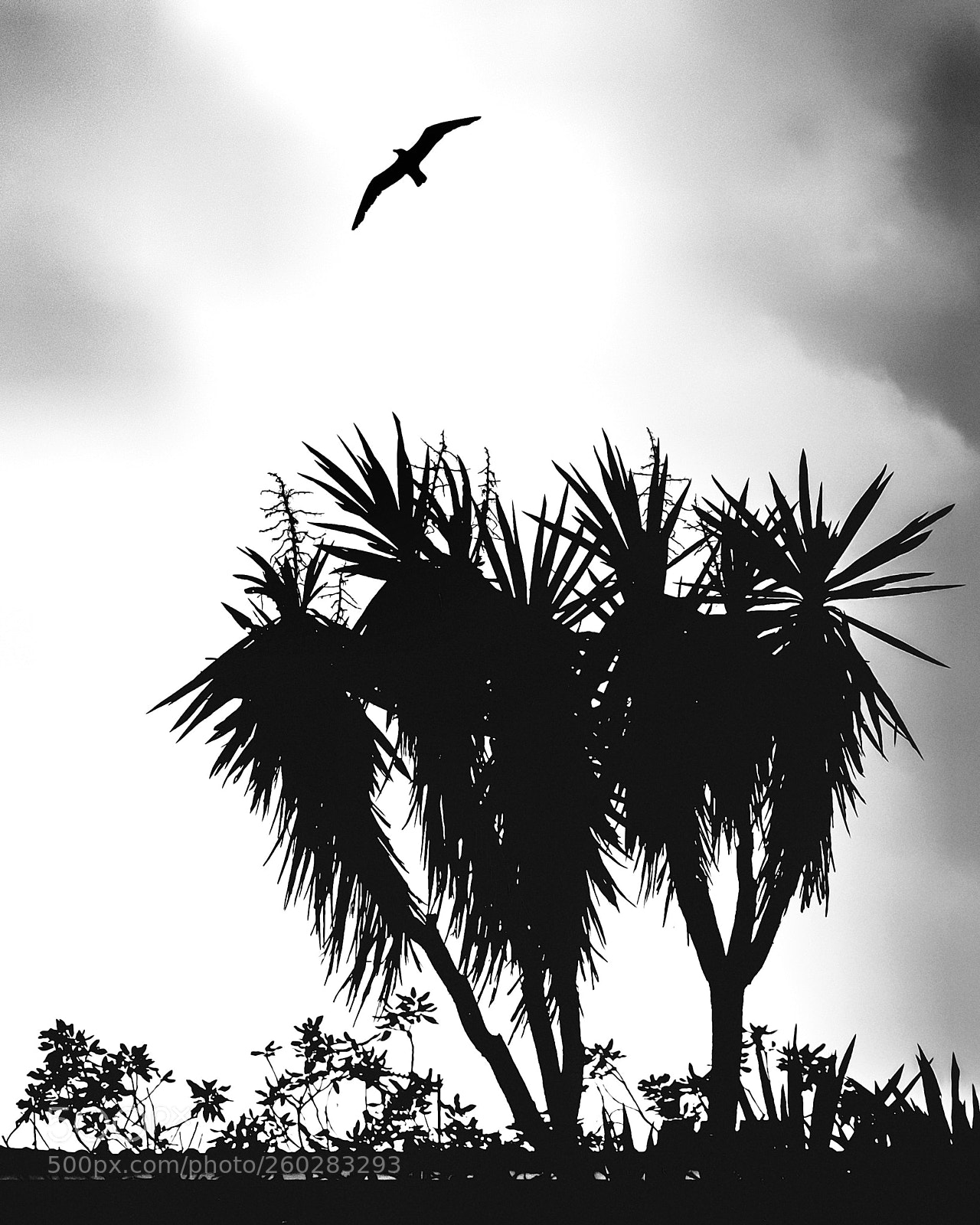 Fujifilm X-T2 sample photo. Libertad photography