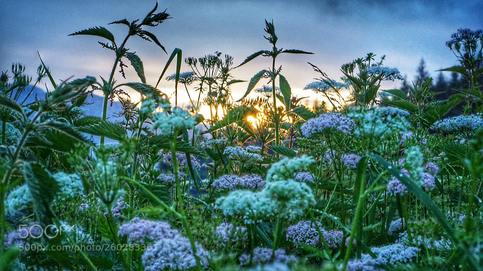 Sony a6000 sample photo. Sundown through flowers photography