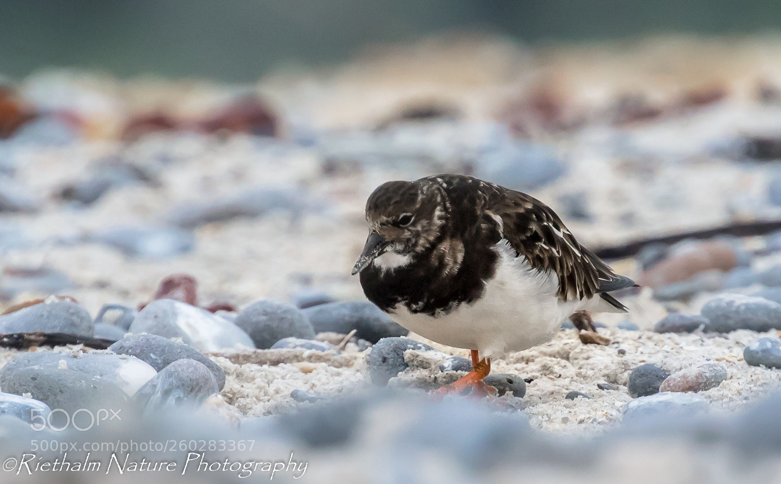 Canon EOS 7D Mark II sample photo. Steenloper photography