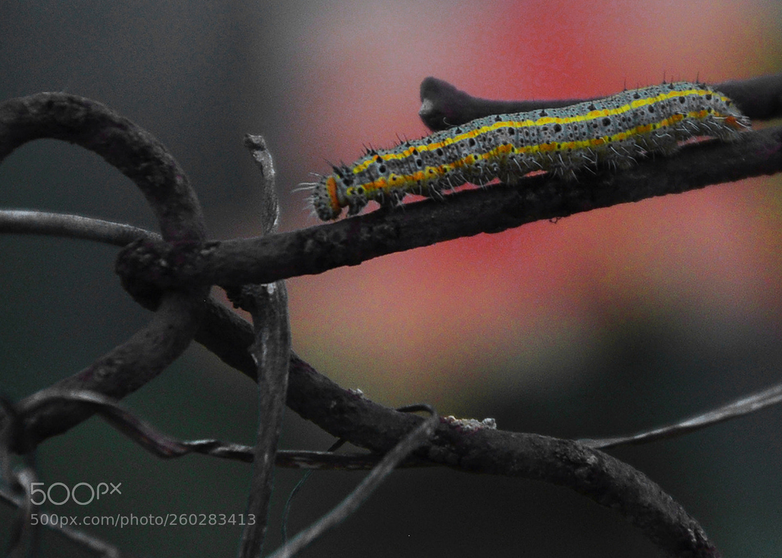 Nikon D90 sample photo. Untitled photography