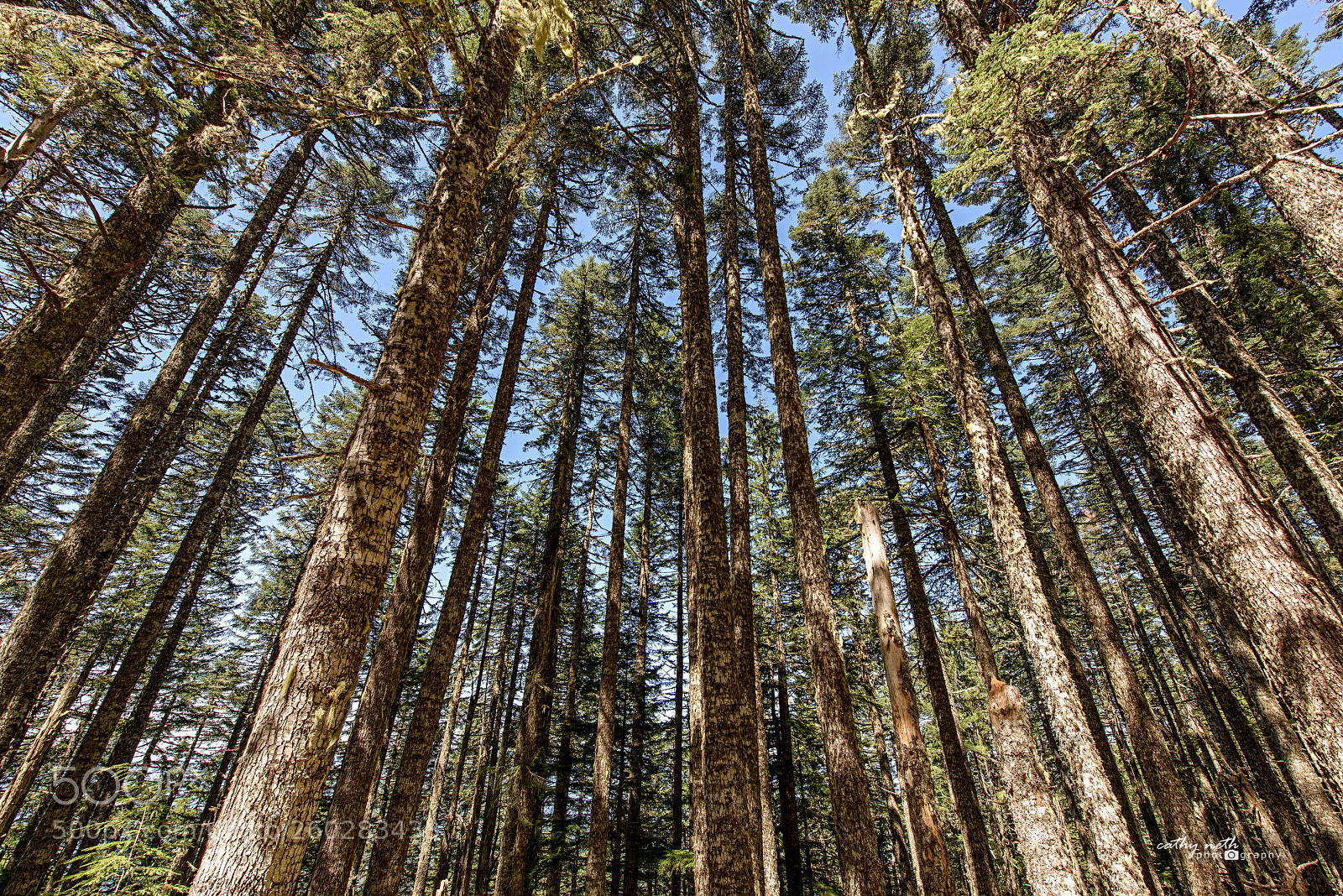 Nikon D810 sample photo. Lost among the trees photography
