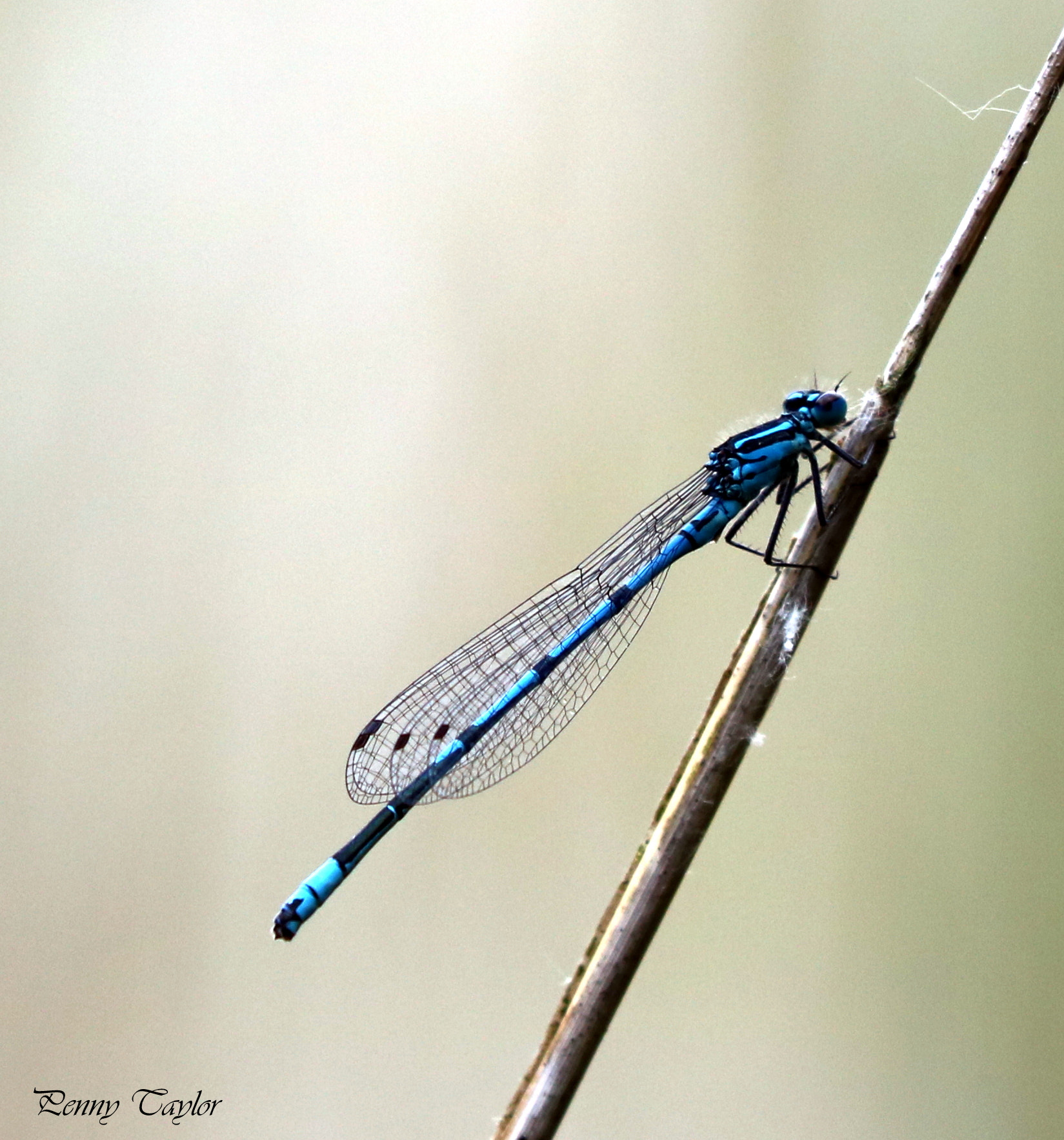 Canon EF 70-300 F4-5.6 IS II USM sample photo. Detail photography