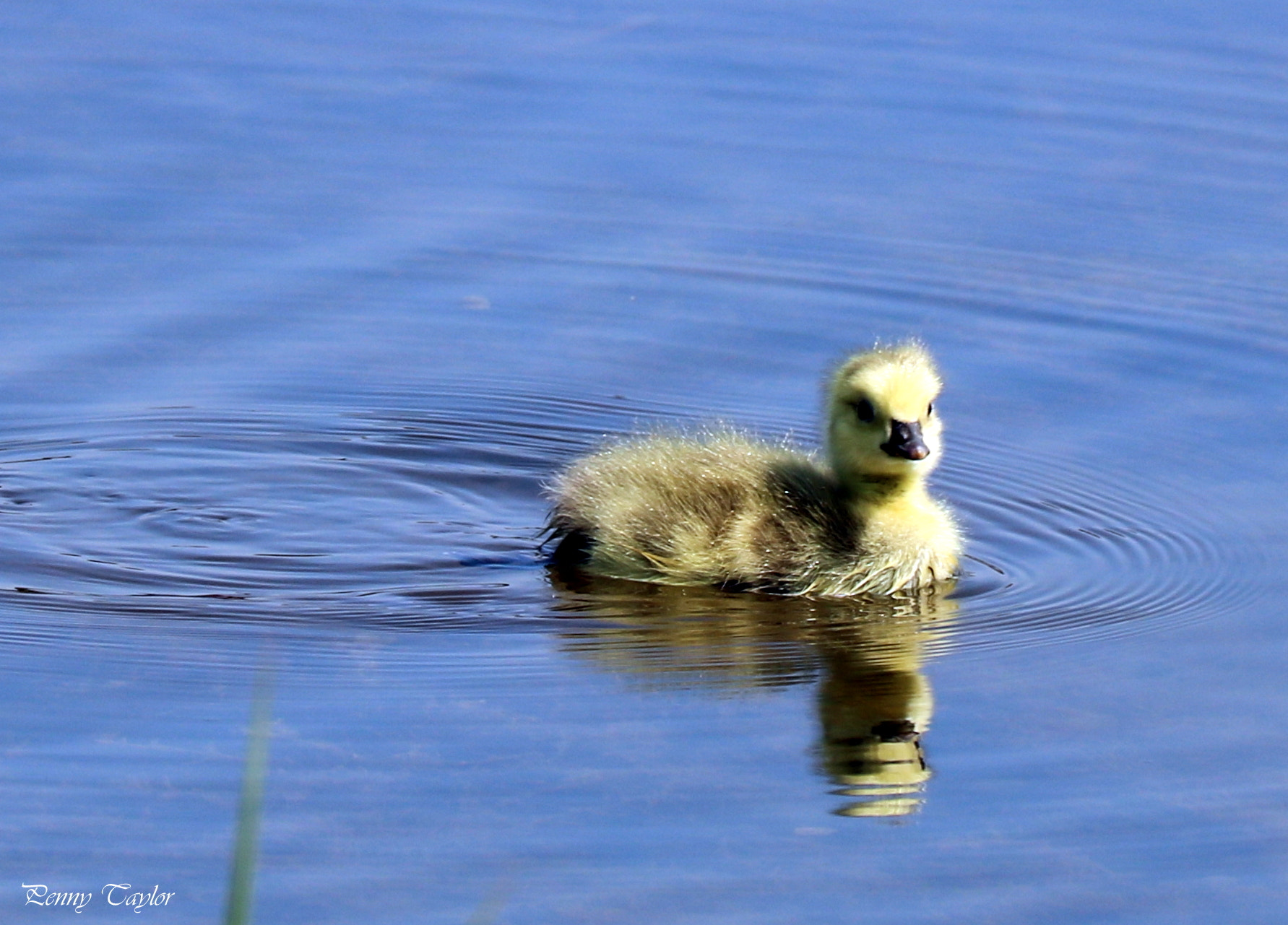 Canon EF 70-300 F4-5.6 IS II USM sample photo. Gosling photography