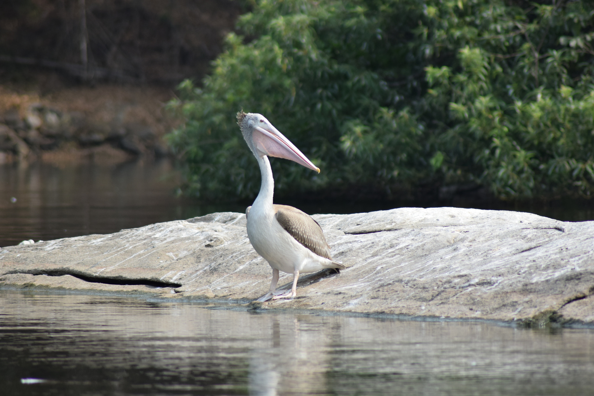 Nikon AF Nikkor 70-300mm F4-5.6G sample photo. Fish tank bird photography