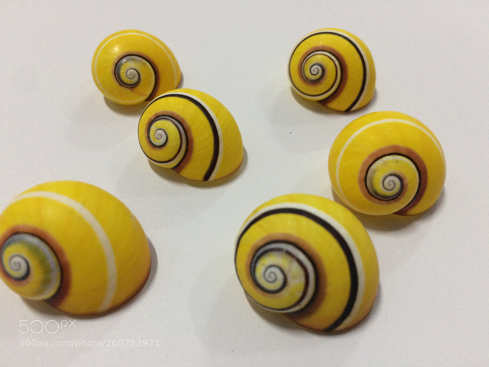 Apple iPhone 5s sample photo. Otros caracolitos de polimitas. photography