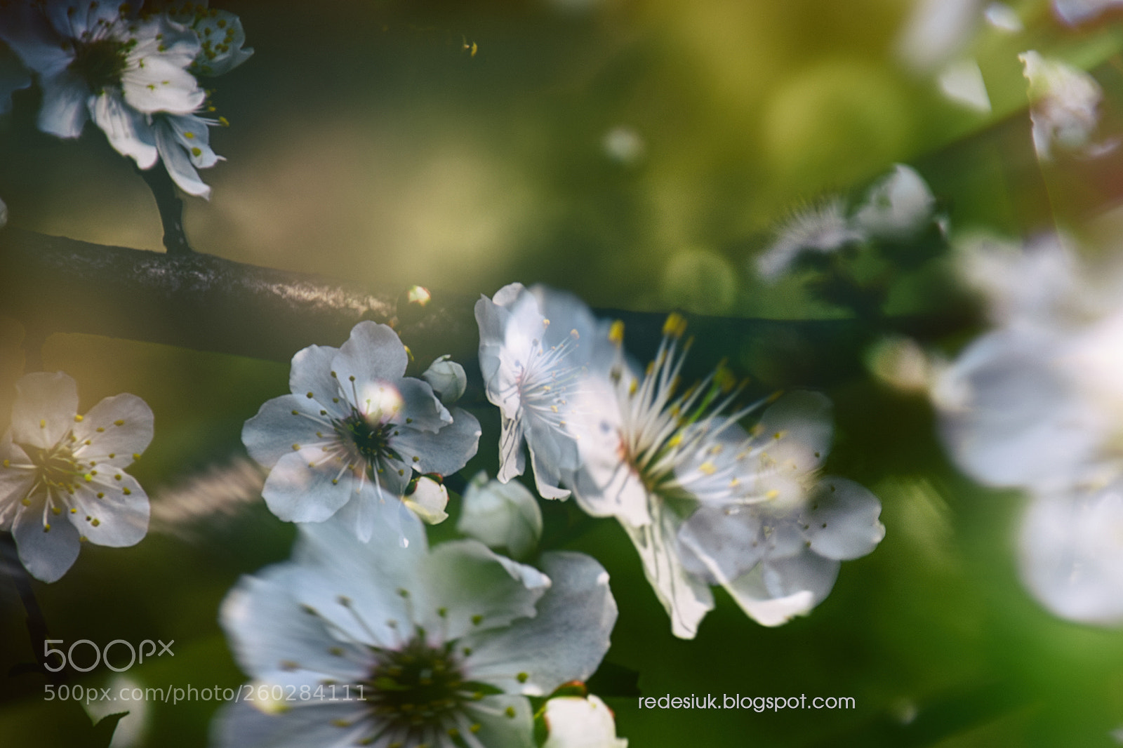 Nikon D5500 sample photo. Http redesiuk.blogspot.com 2018 04 photography