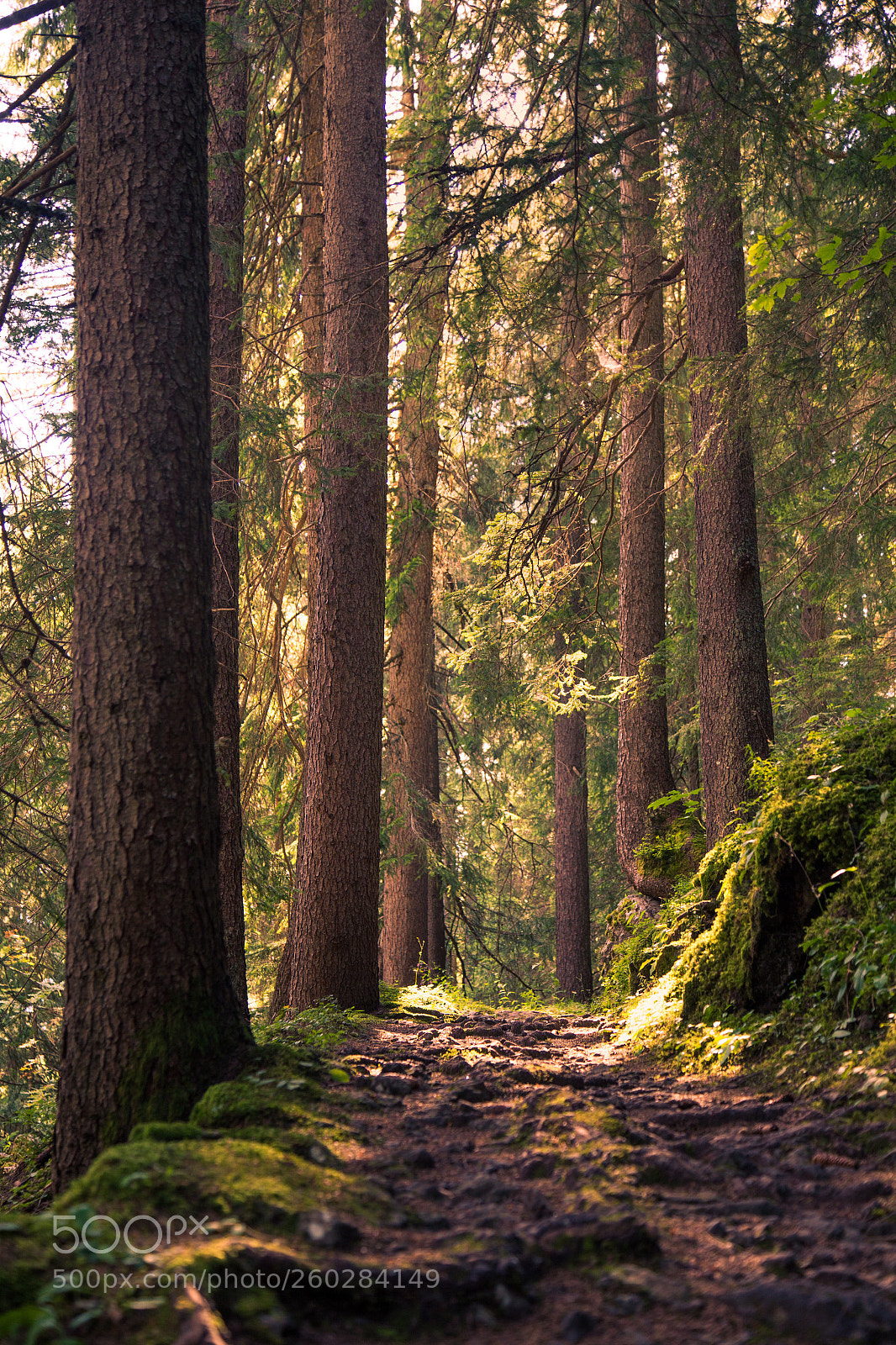 Canon EOS 6D sample photo. Forest path photography