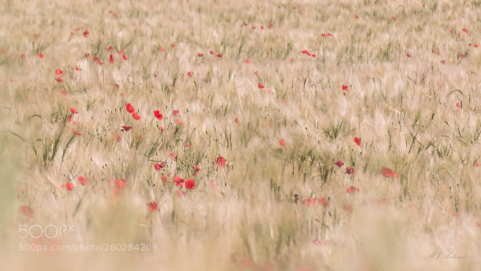 Nikon D7100 sample photo. Poppy fields-iii photography