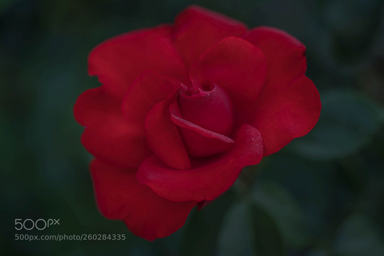 Sony a7R II sample photo. Every day a new photography