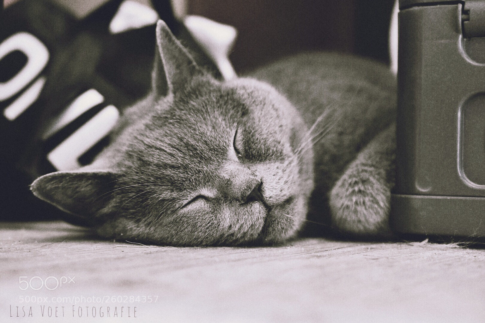 Nikon D7200 sample photo. Sleeping beauty ❤️ photography